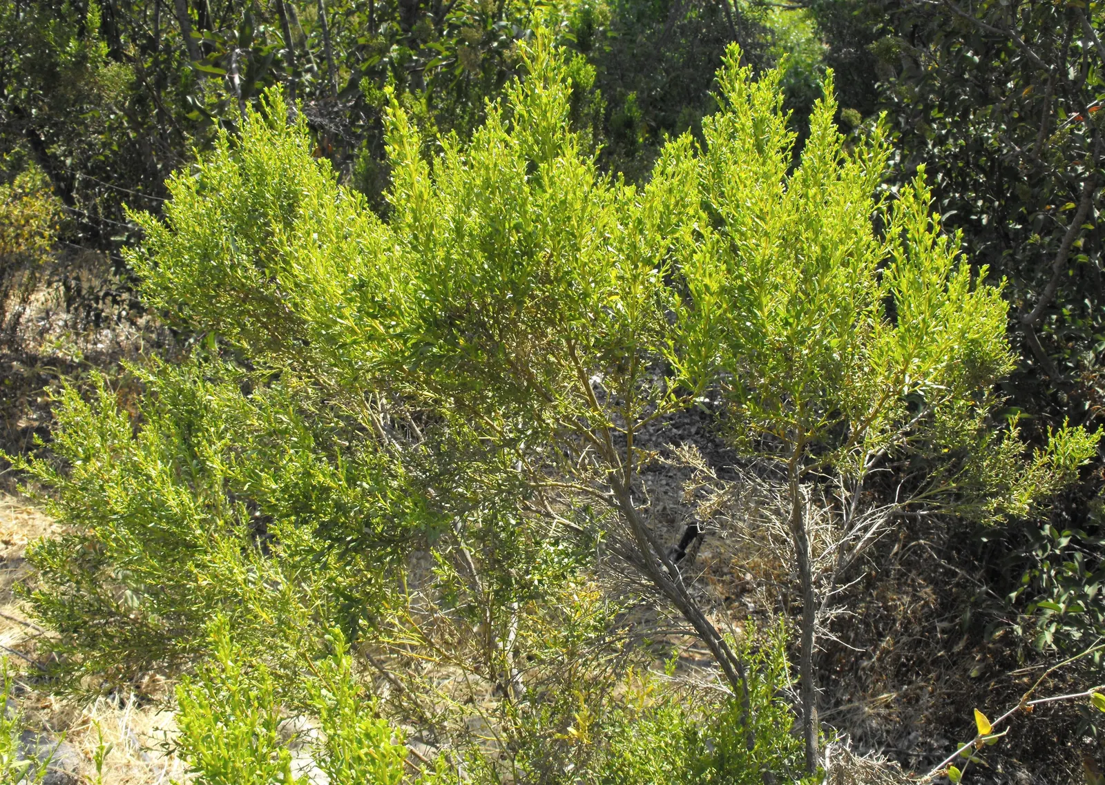 Desert Broom, Rosin Bush (Baccharis Sarothroides) — with an equal or greater spread
