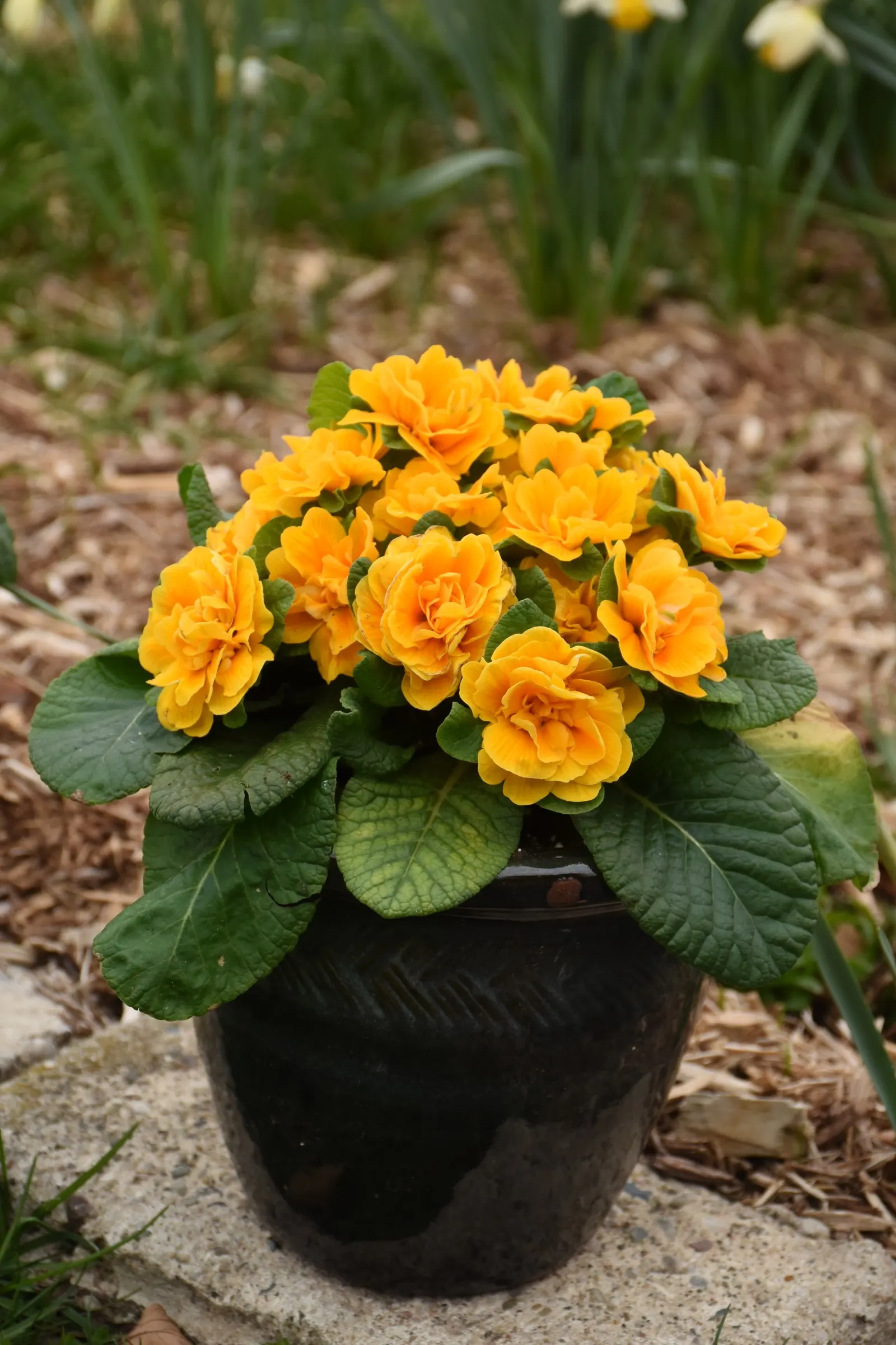'Mandarin' Primrose (Primula vulgaris) — It forms a tidy mound 5-8 inches tall and 10-12 inches wide