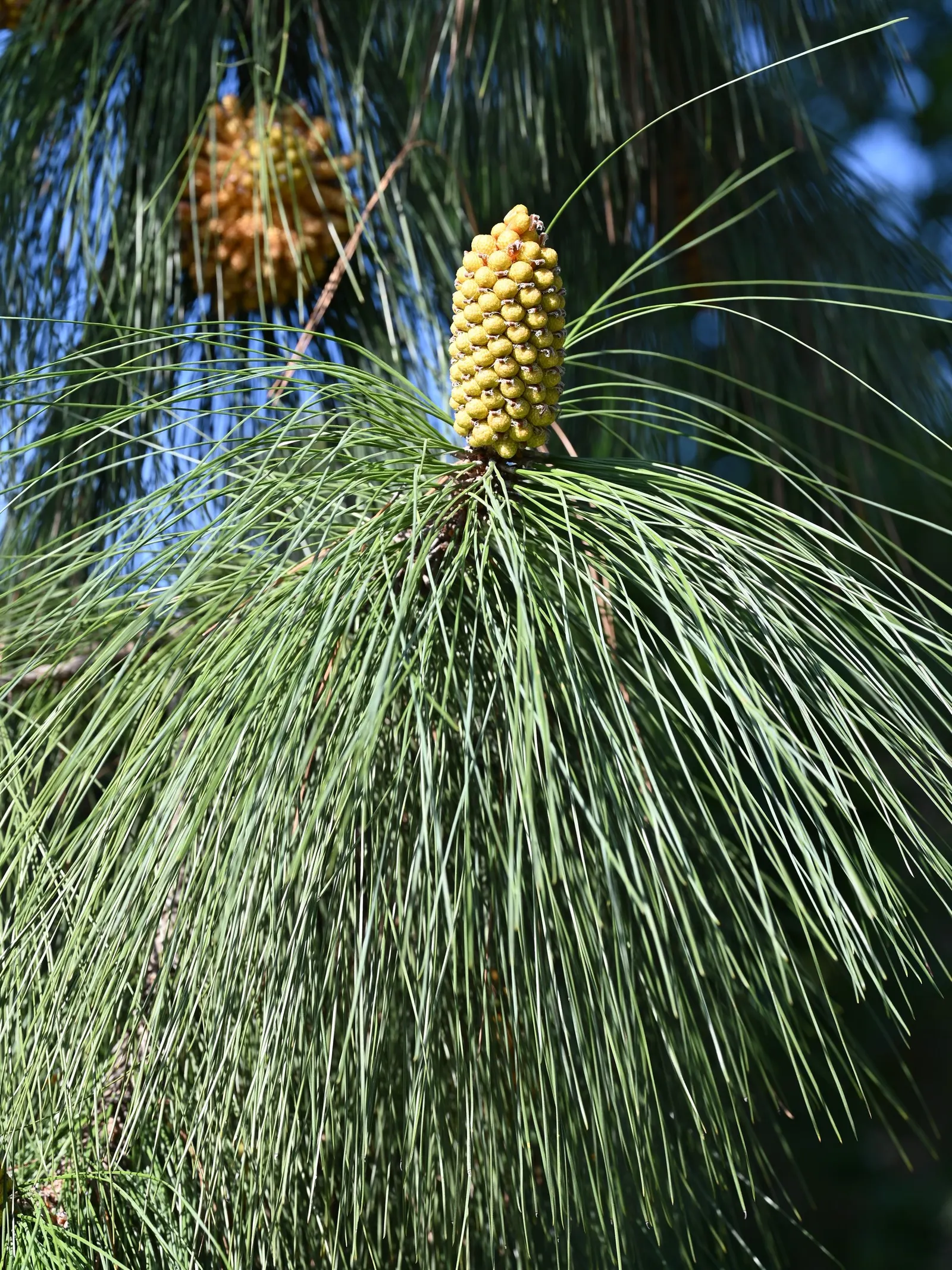 Canary Island Pine (Pinus Canariensis) — is a majestic evergreen with a distinctive; the bark is thick and deeply furrowed