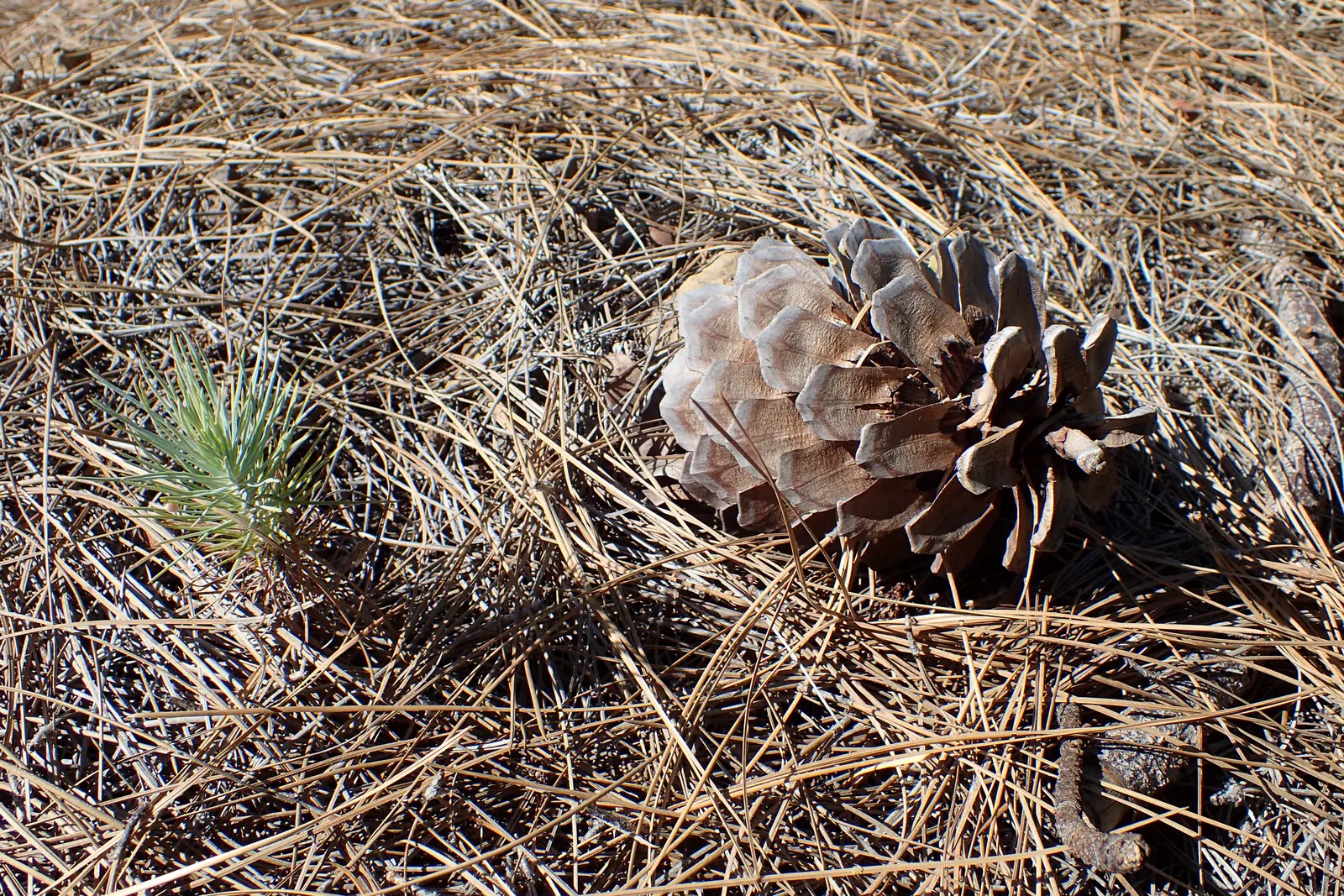 Canary Island Pine (Pinus Canariensis) — allowing the tree to withstand occasional wildfires.<br><br>Adapted to a subtropical climate