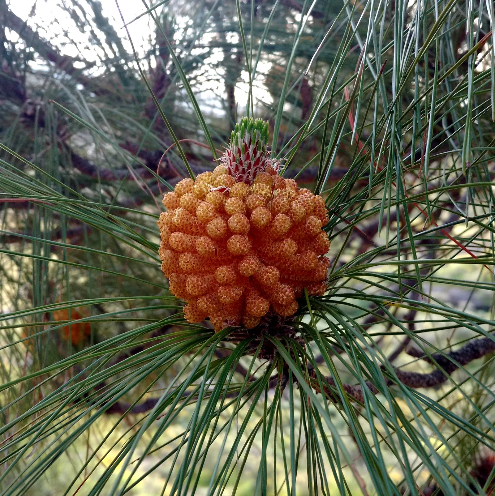 Canary Island Pine (Pinus Canariensis) — and is particularly well-suited to large open spaces where its grandeur can be fully appreciated
