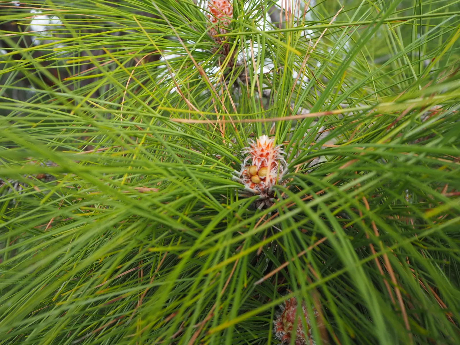 Canary Island Pine (Pinus Canariensis) — with a reddish-brown to grayish color which aids in fire resistance