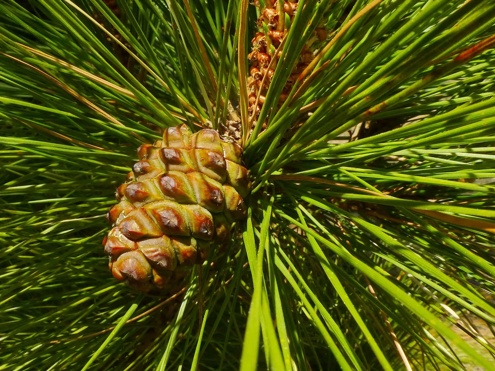 Canary Island Pine (Pinus Canariensis) — conifer / tree for full