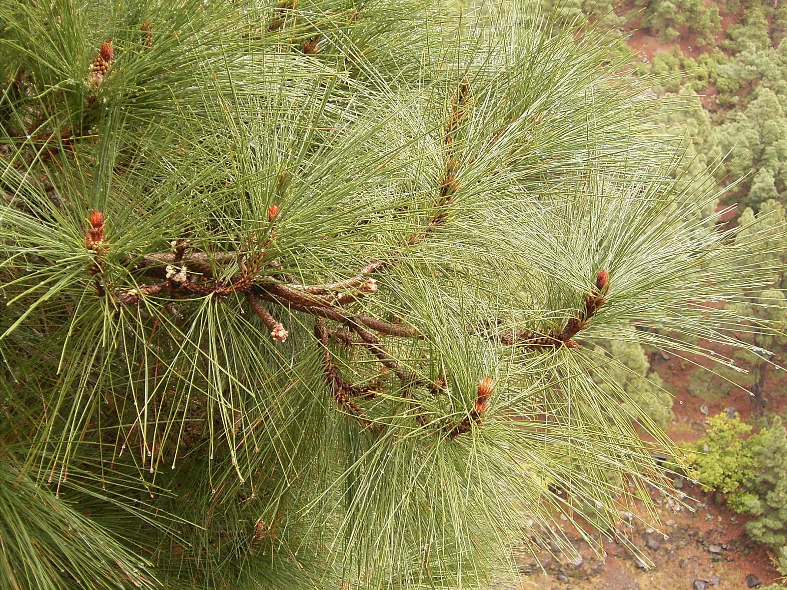 Canary Island Pine (Pinus Canariensis) — commonly known as the Canary Island Pine