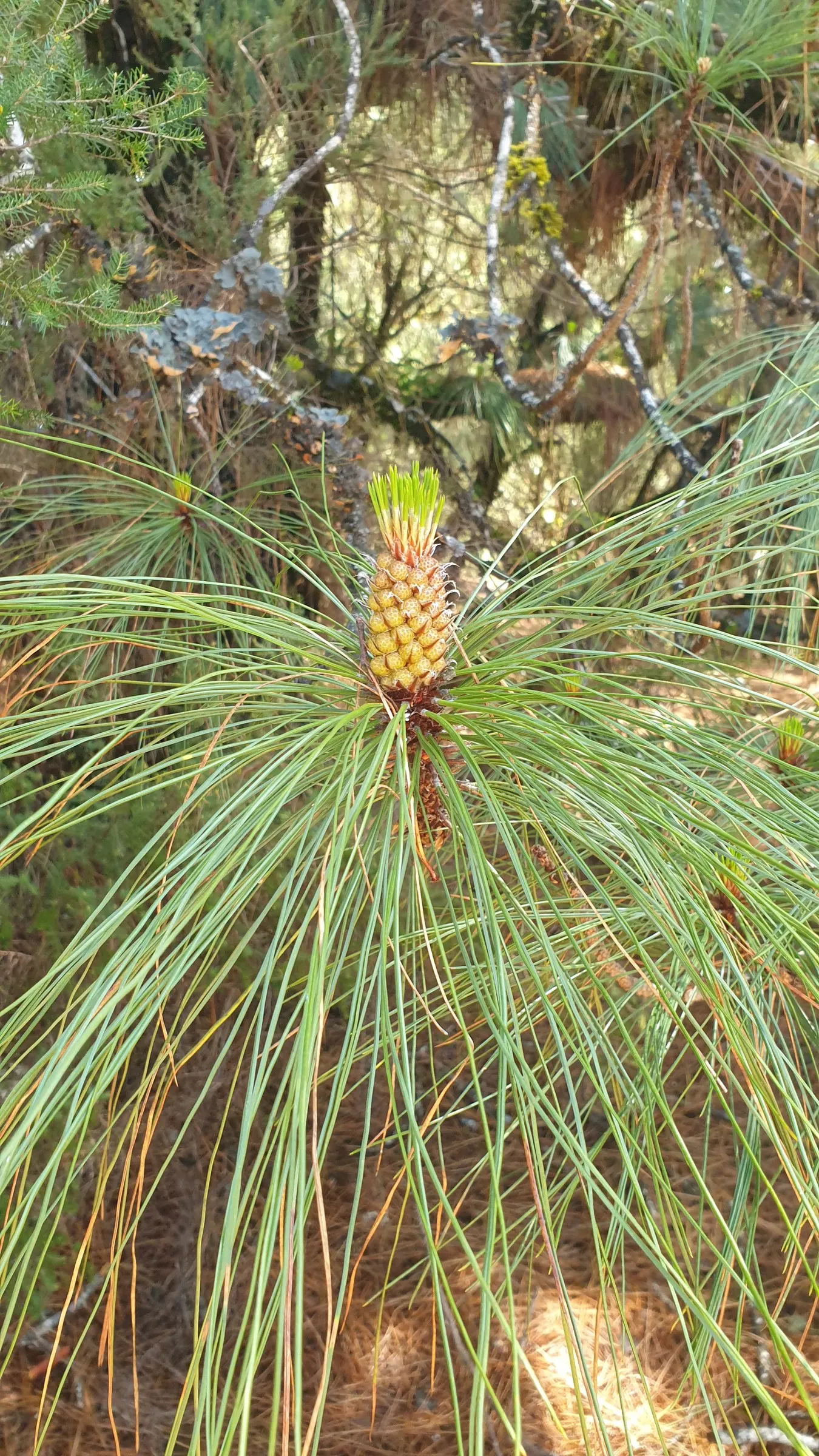 Canary Island Pine (Pinus Canariensis) — It prefers well-draining soils and thrives in full sun exposure, requiring minimal care once properly sited