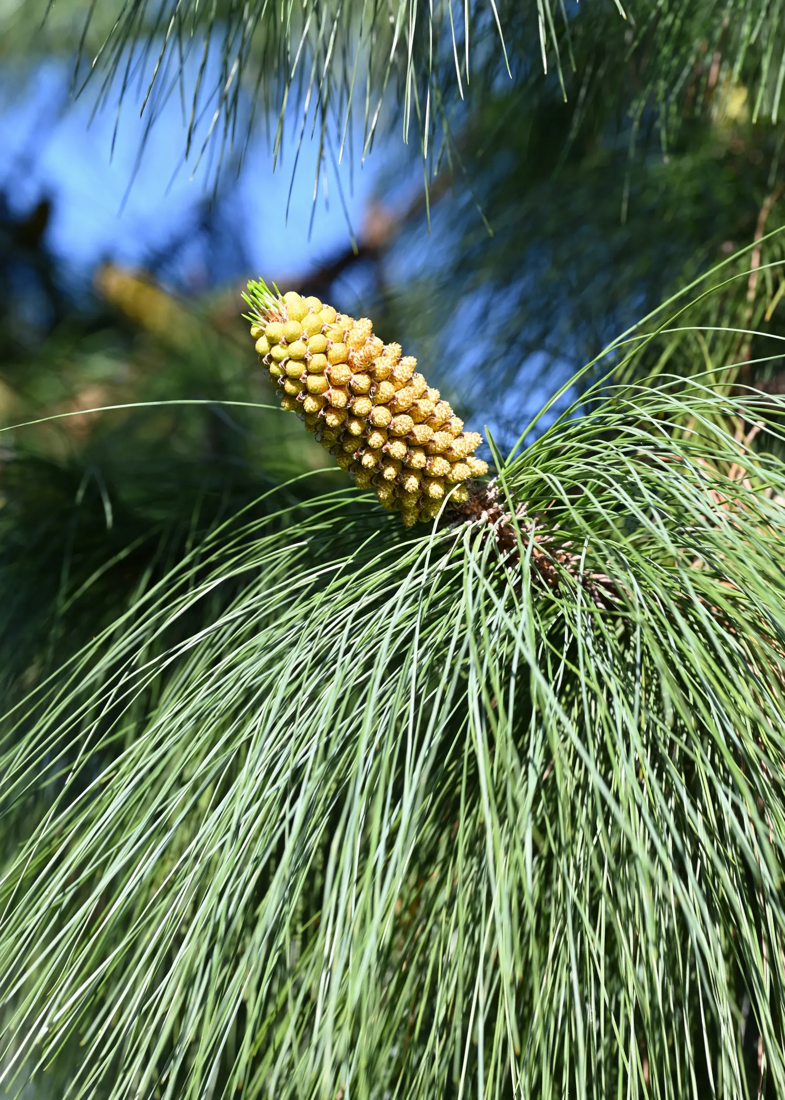 Canary Island Pine (Pinus Canariensis) — allowing the tree to withstand occasional wildfires.<br><br>Adapted to a subtropical climate; with a reddish-brown to