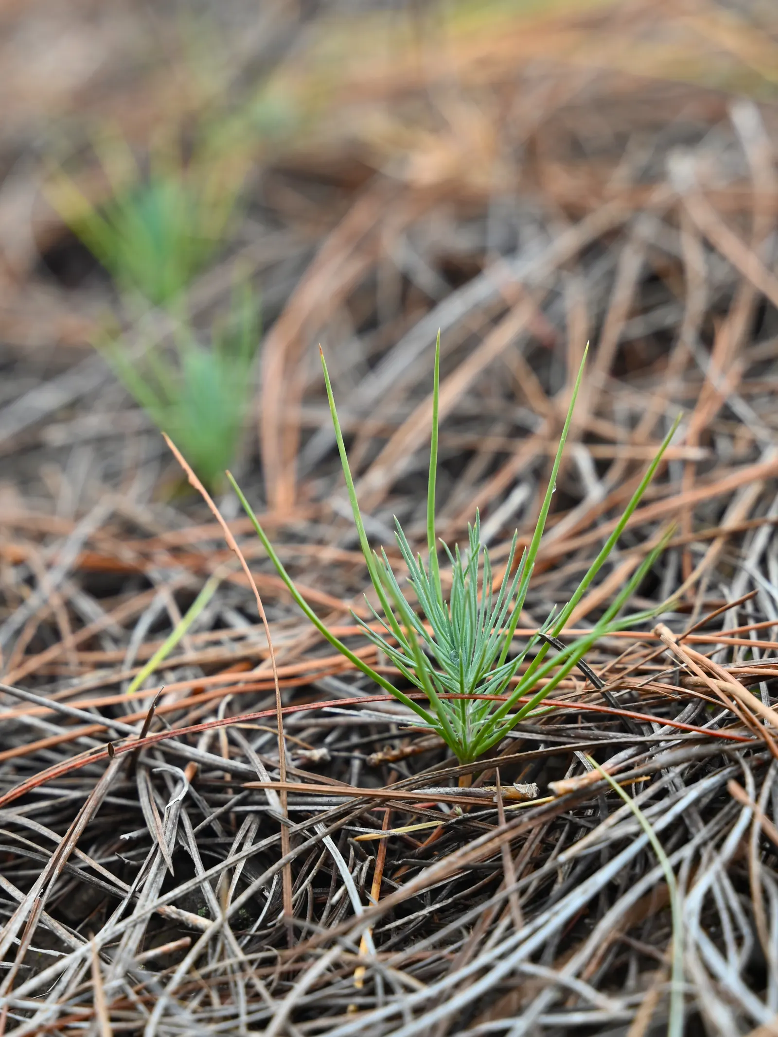Canary Island Pine (Pinus Canariensis) — The bark is thick and deeply furrowed; the Canary Island Pine adds a touch of exotic elegance and height