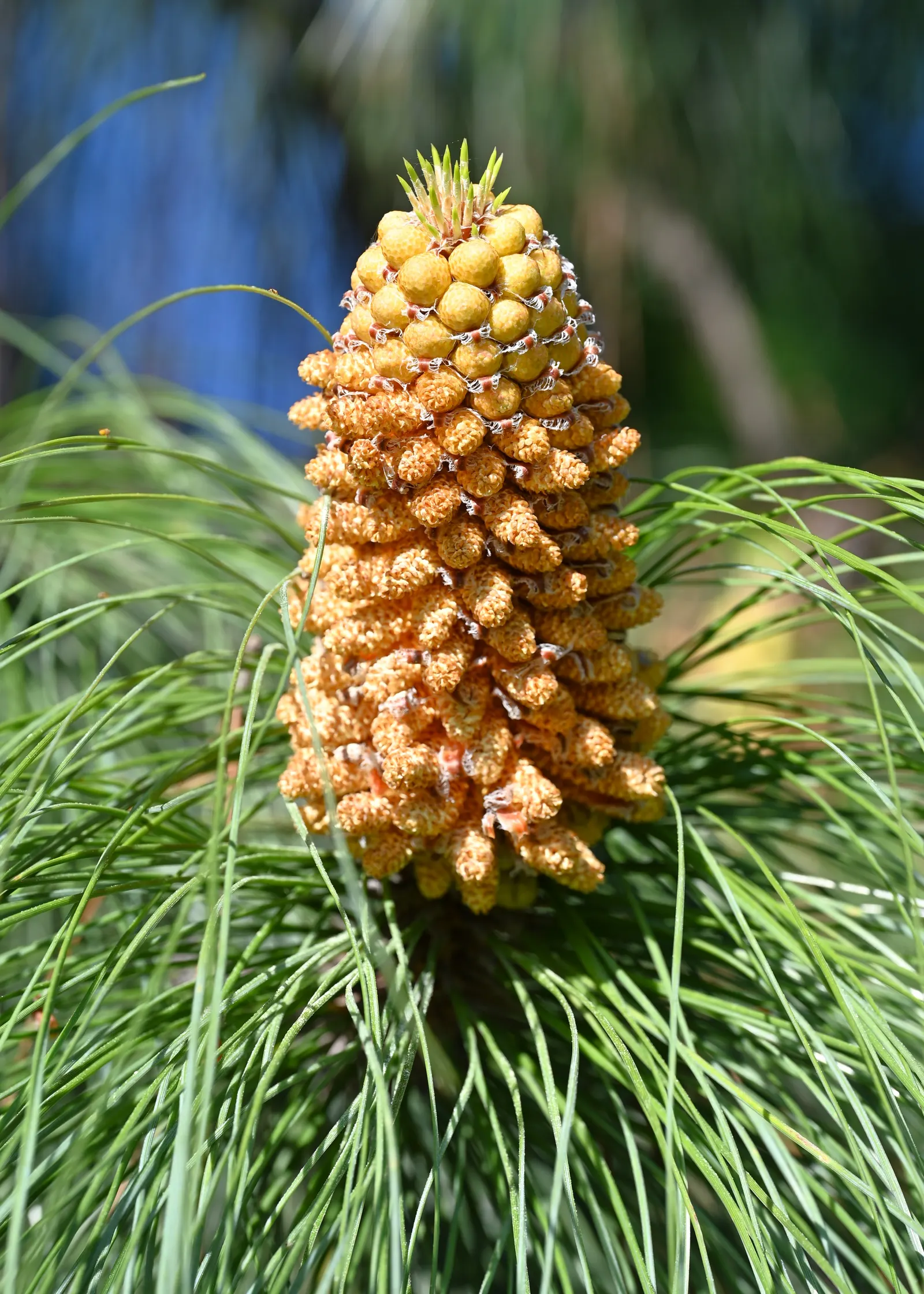 Canary Island Pine (Pinus Canariensis) — it can reach upwards of 65 feet in cultivation; allowing the tree to withstand occasional wildfires.<br><br>Adapted to