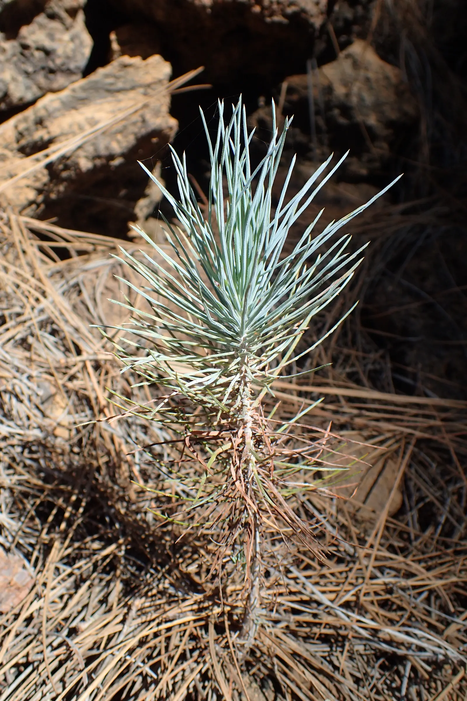Canary Island Pine (Pinus Canariensis) — It can serve as a focal point in a larger landscape design due to its potential to reach towering heights; typically