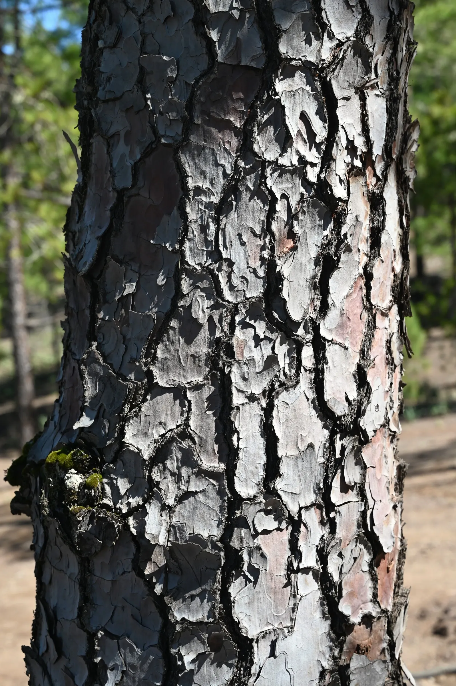 Canary Island Pine (Pinus Canariensis) — It thrives in USDA zones 9-11; commonly known as the Canary Island Pine