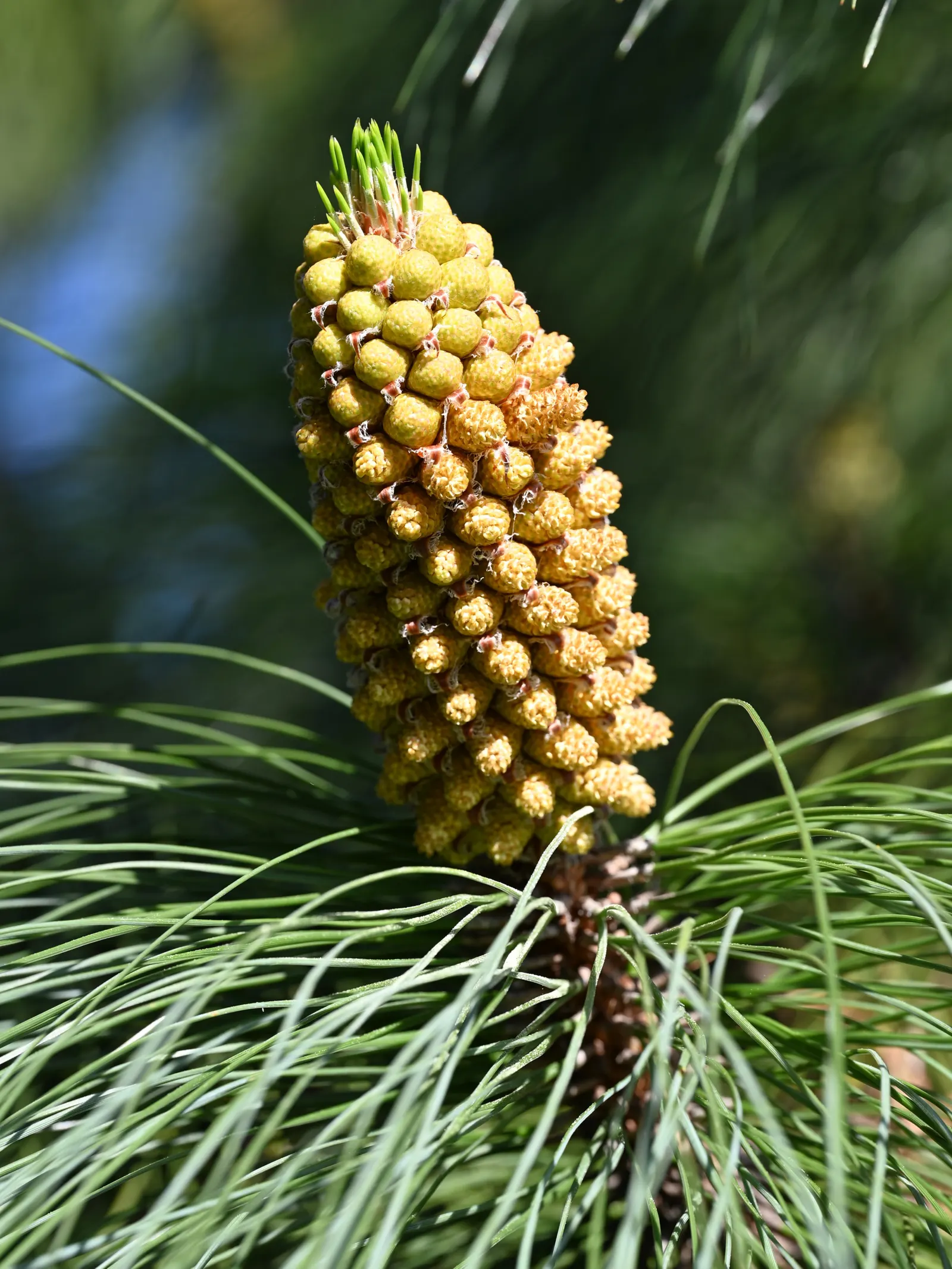 Canary Island Pine (Pinus Canariensis) — The needles are a vibrant green, contributing to a dense, bushy appearance that provides generous shade, image 29