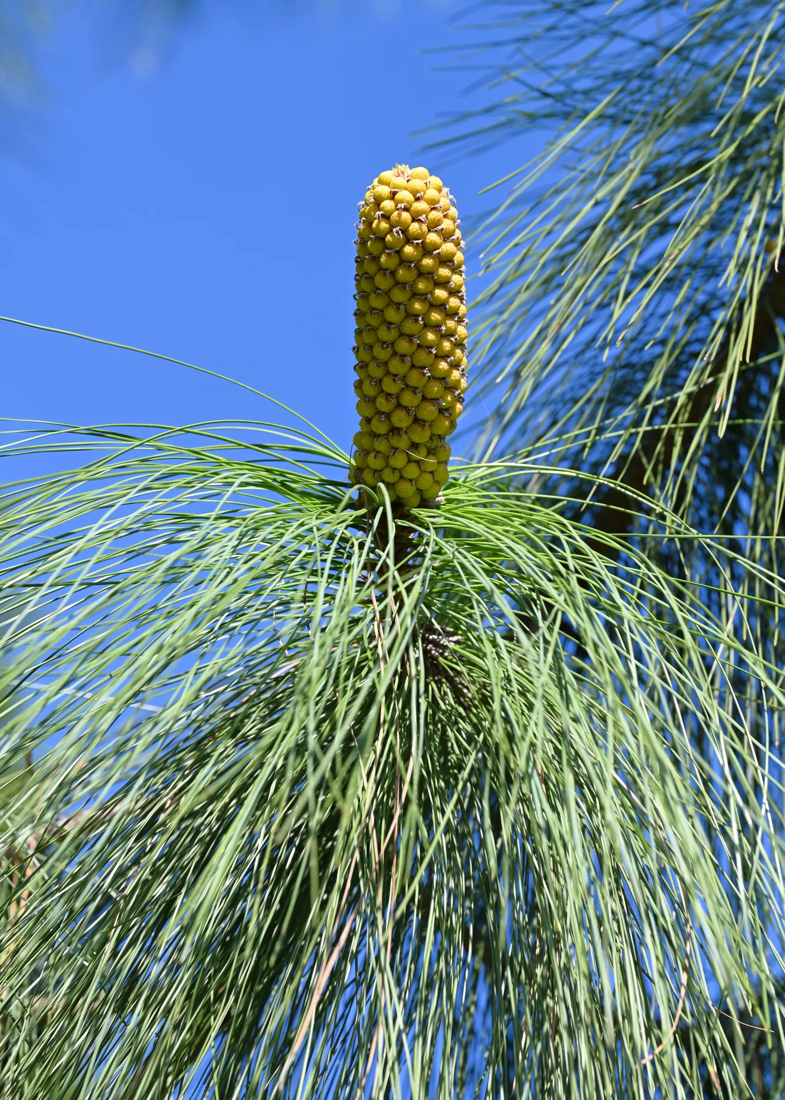 Canary Island Pine (Pinus Canariensis) — slender needles in clusters of three and a tall stature; it thrives in USDA zones 9-11