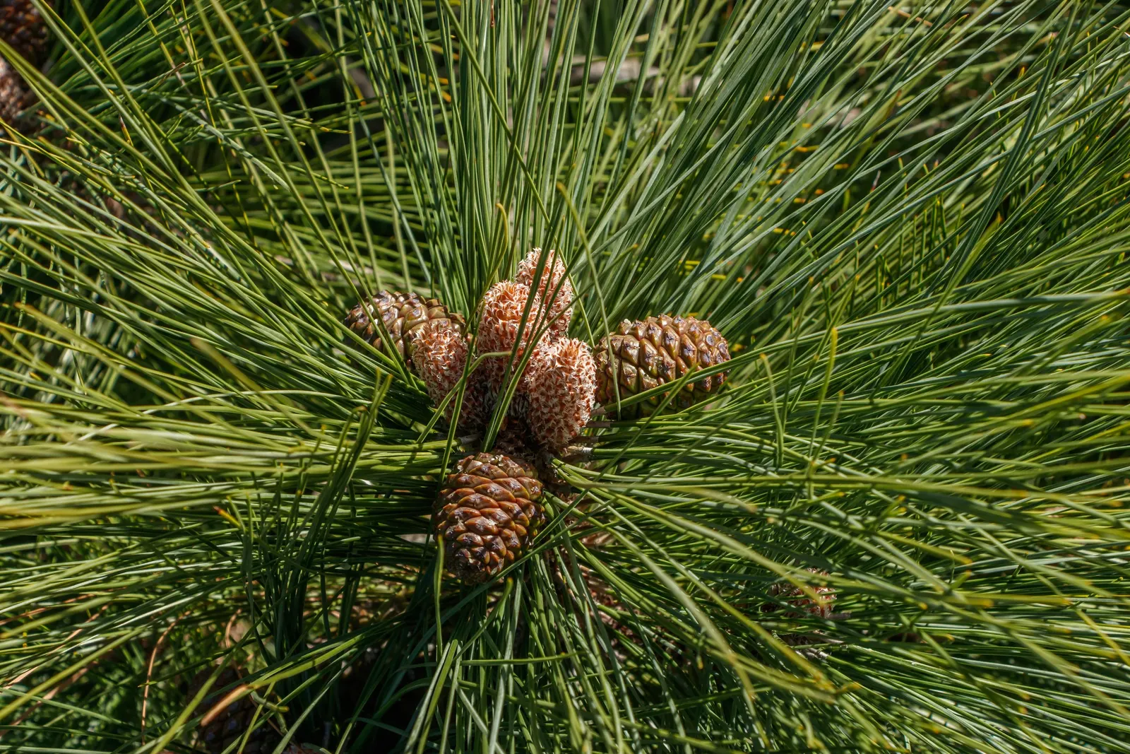 Canary Island Pine (Pinus Canariensis) — The needles are a vibrant green, contributing to a dense, bushy appearance that provides generous shade