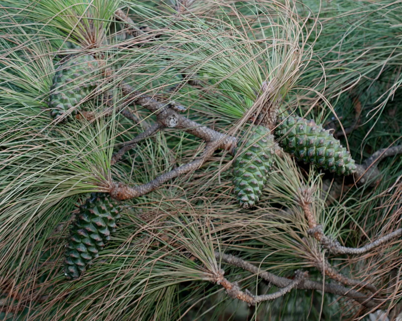 Canary Island Pine (Pinus Canariensis) — slightly curved needles that grow in bundles of three and can be 6-12 inches in length