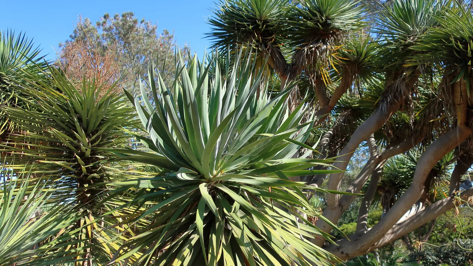 Canary Island Pine (Pinus Canariensis) — it can reach upwards of 65 feet in cultivation