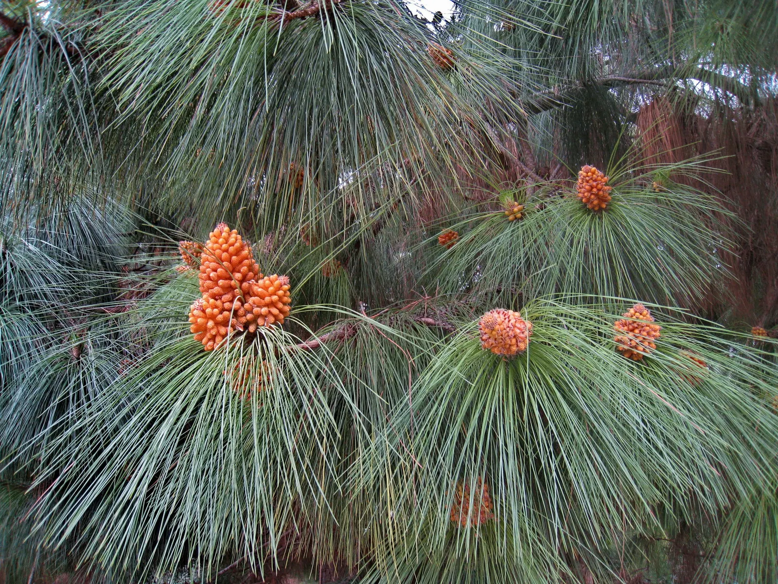 Canary Island Pine (Pinus Canariensis) — It thrives in USDA zones 9-11