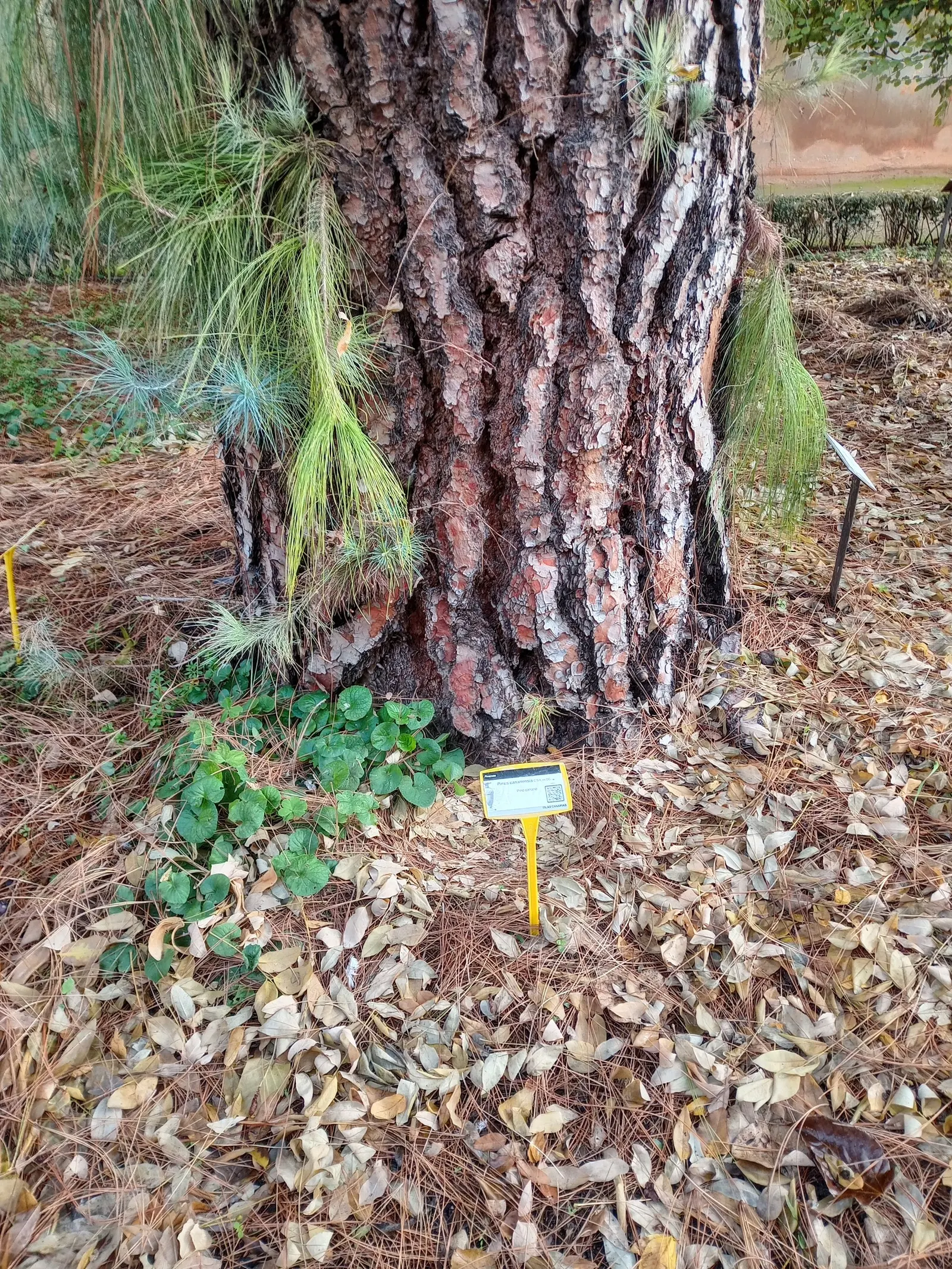 Canary Island Pine (Pinus Canariensis) — is a majestic evergreen with a distinctive
