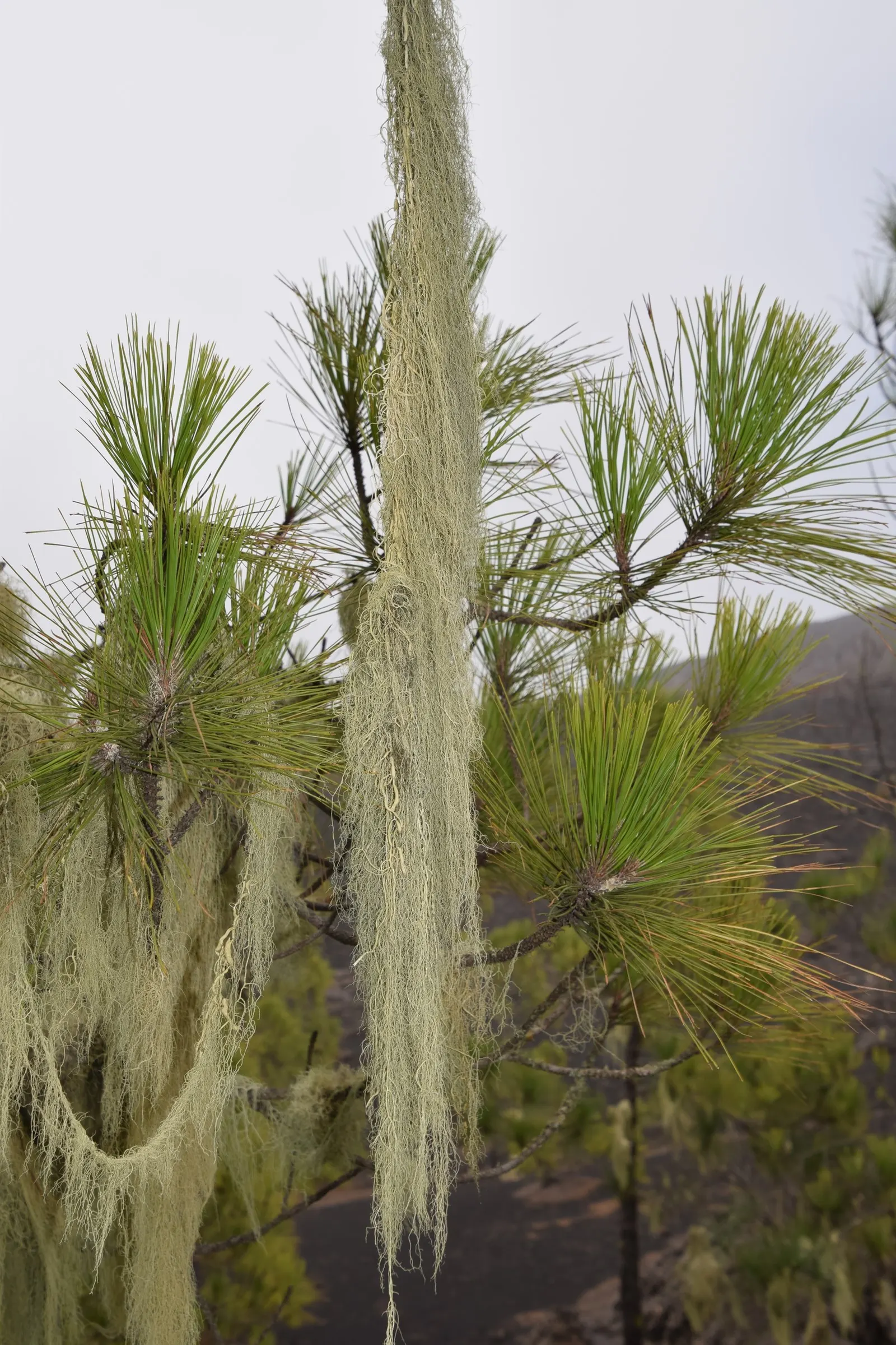 Canary Island Pine (Pinus Canariensis) — The bark is thick and deeply furrowed