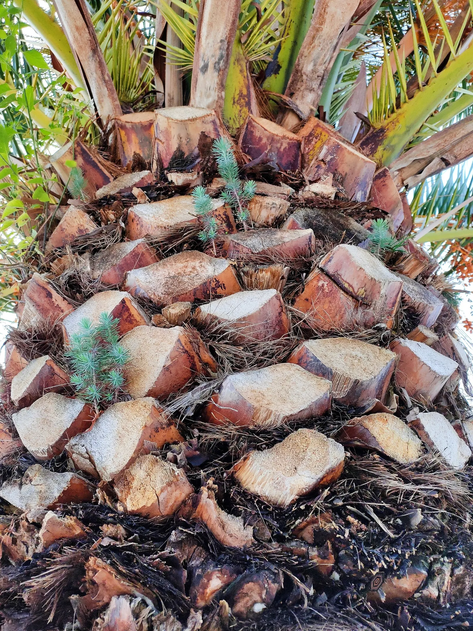 Canary Island Pine (Pinus Canariensis) — symmetrical conical shape; and is particularly well-suited to large open spaces where its grandeur can be fully