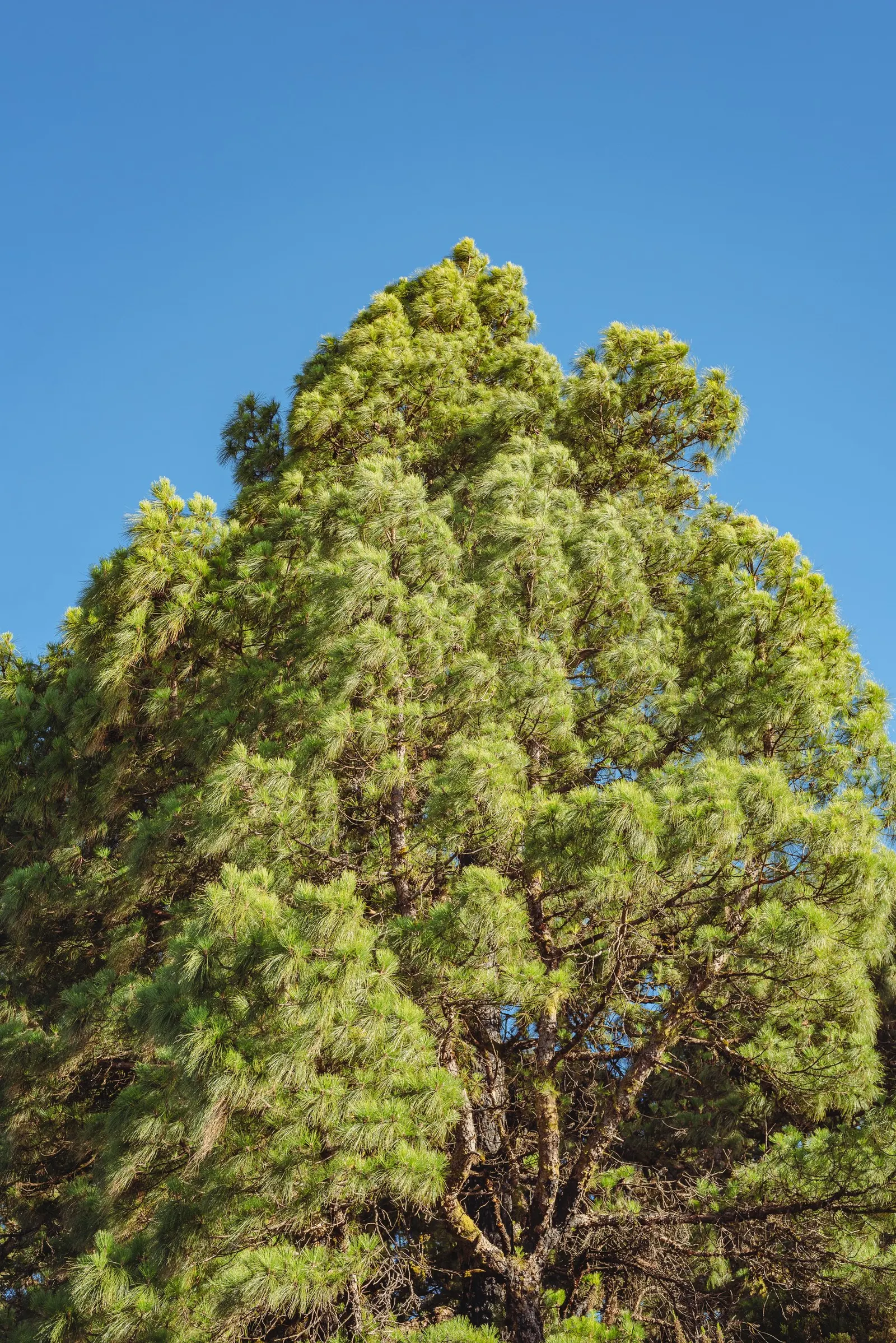Canary Island Pine (Pinus Canariensis) — the Canary Island Pine adds a touch of exotic elegance and height