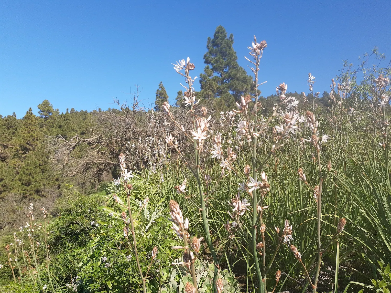Canary Island Pine (Pinus Canariensis) — slightly curved needles that grow in bundles of three and can be 6-12 inches in length; symmetrical conical shape
