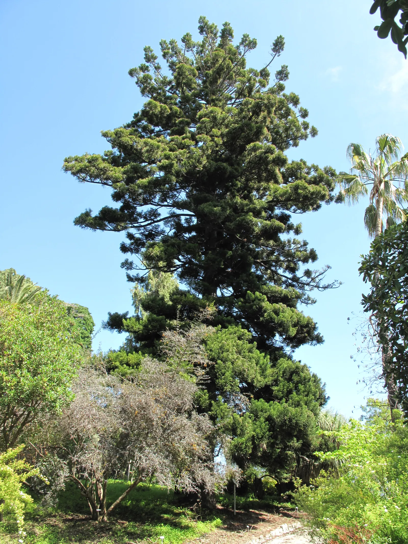 Canary Island Pine (Pinus Canariensis) — slender needles in clusters of three and a tall stature