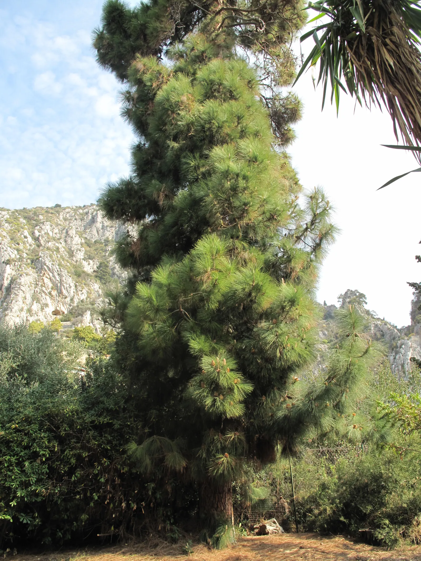 Canary Island Pine (Pinus Canariensis) — symmetrical conical shape