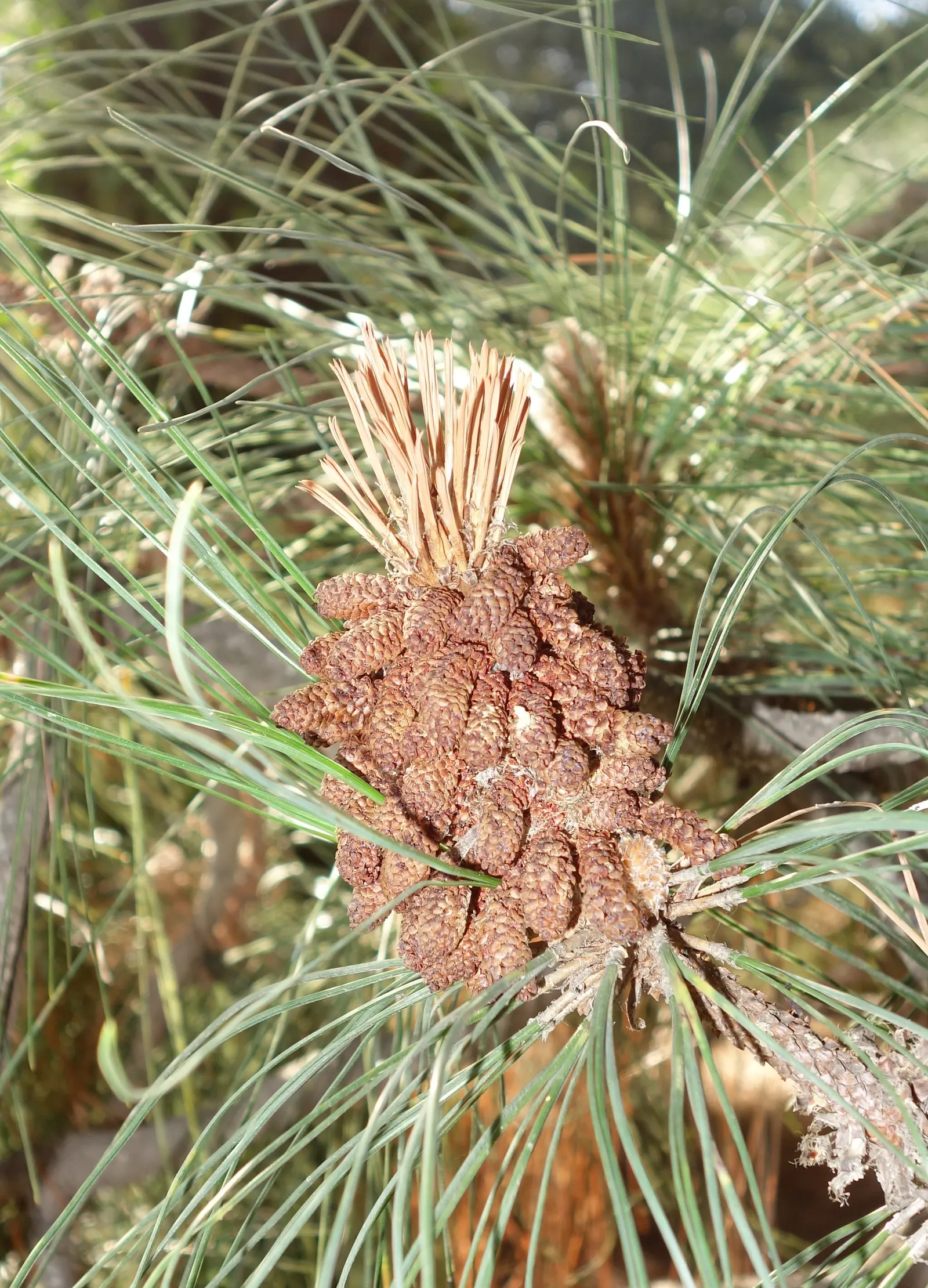 Canary Island Pine (Pinus Canariensis) — with a reddish-brown to grayish color which aids in fire resistance; it can reach upwards of 65 feet in cultivation