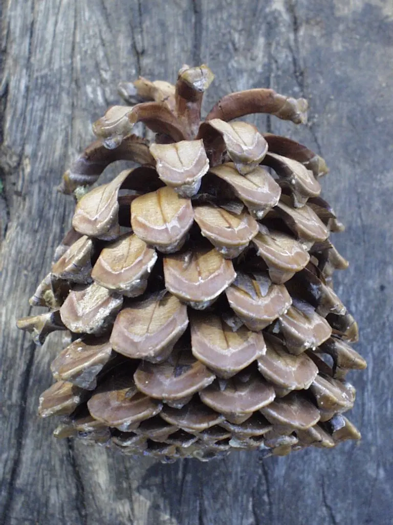 Canary Island Pine (Pinus Canariensis) — typically growing to between 65-98 feet tall with some specimens surpassing 130 feet