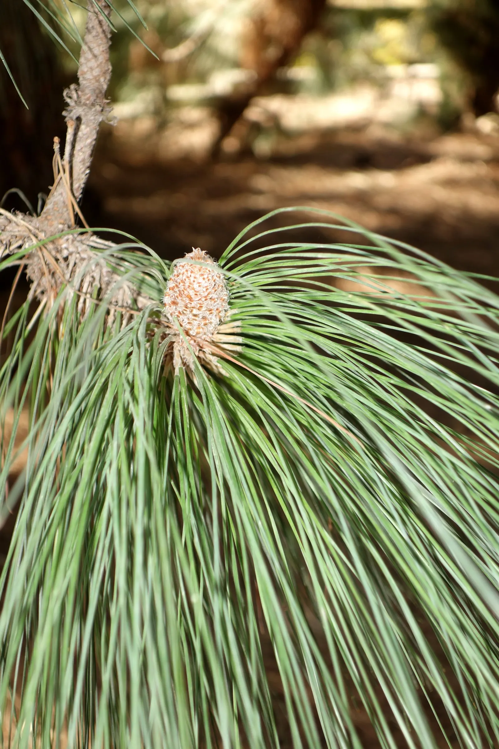 Canary Island Pine (Pinus Canariensis) — making it suitable for a range of arid to semi-arid environments
