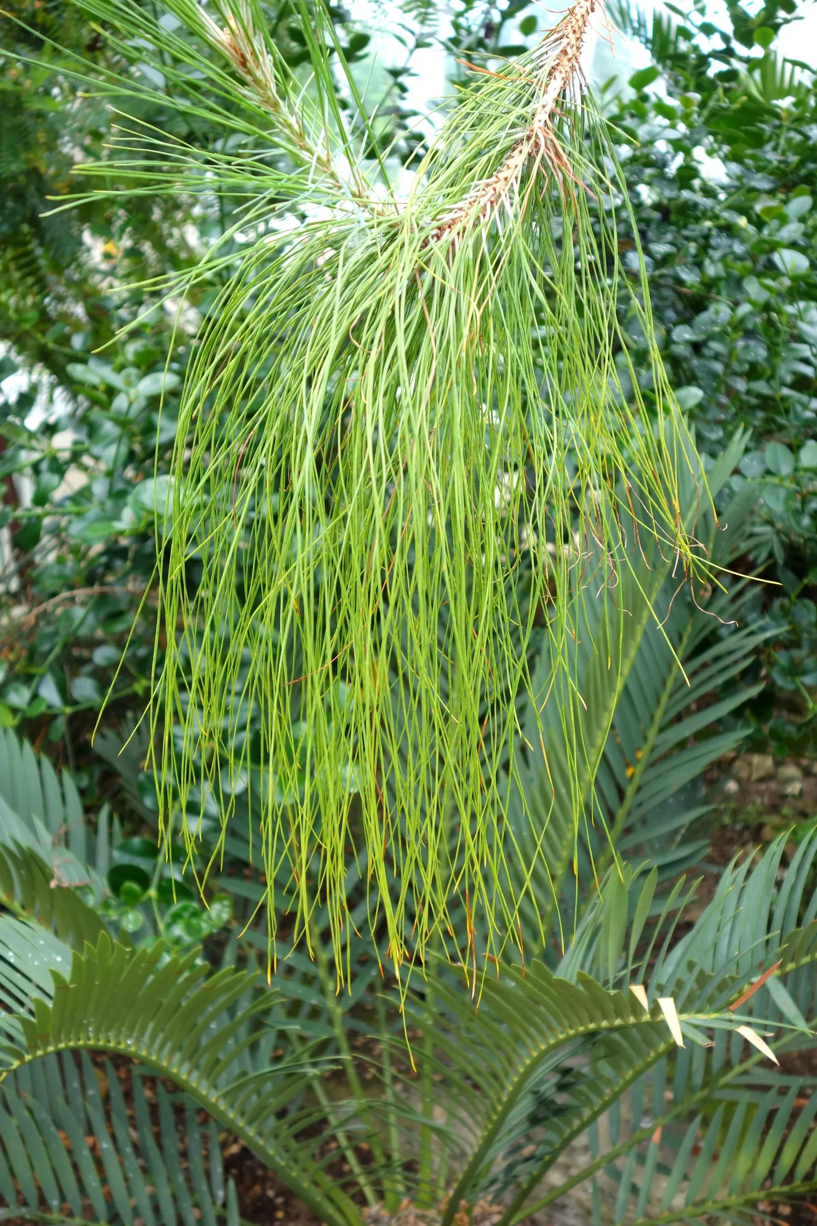 Canary Island Pine (Pinus Canariensis) — It can serve as a focal point in a larger landscape design due to its potential to reach towering heights
