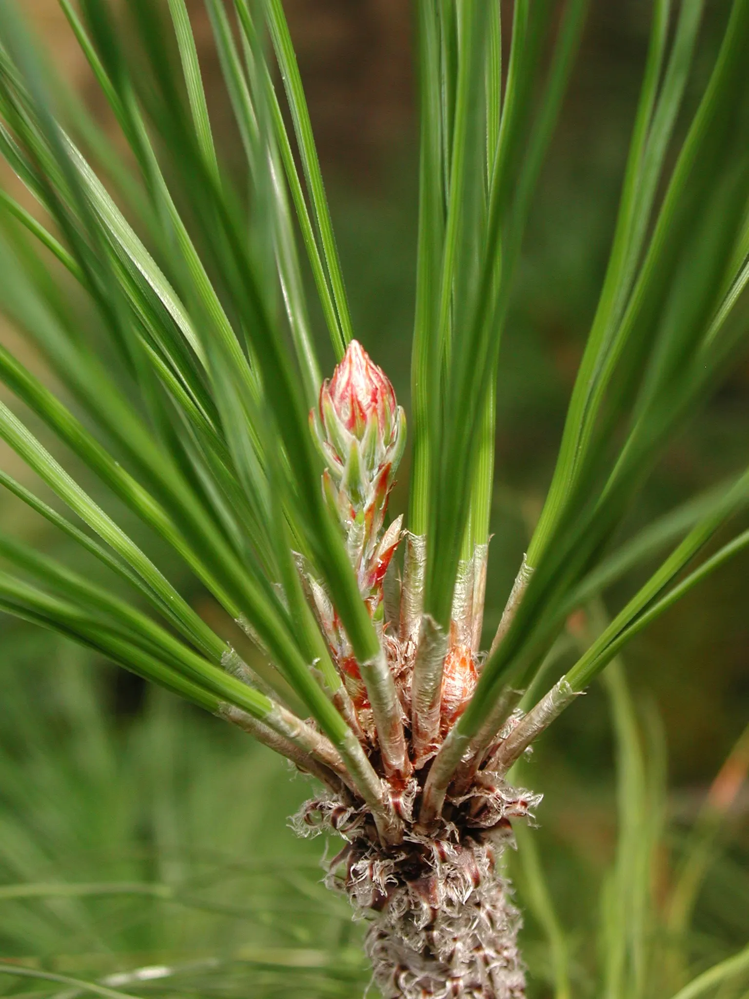 Canary Island Pine (Pinus Canariensis) — the Canary Island Pine is drought-tolerant once established; conifer / tree for full