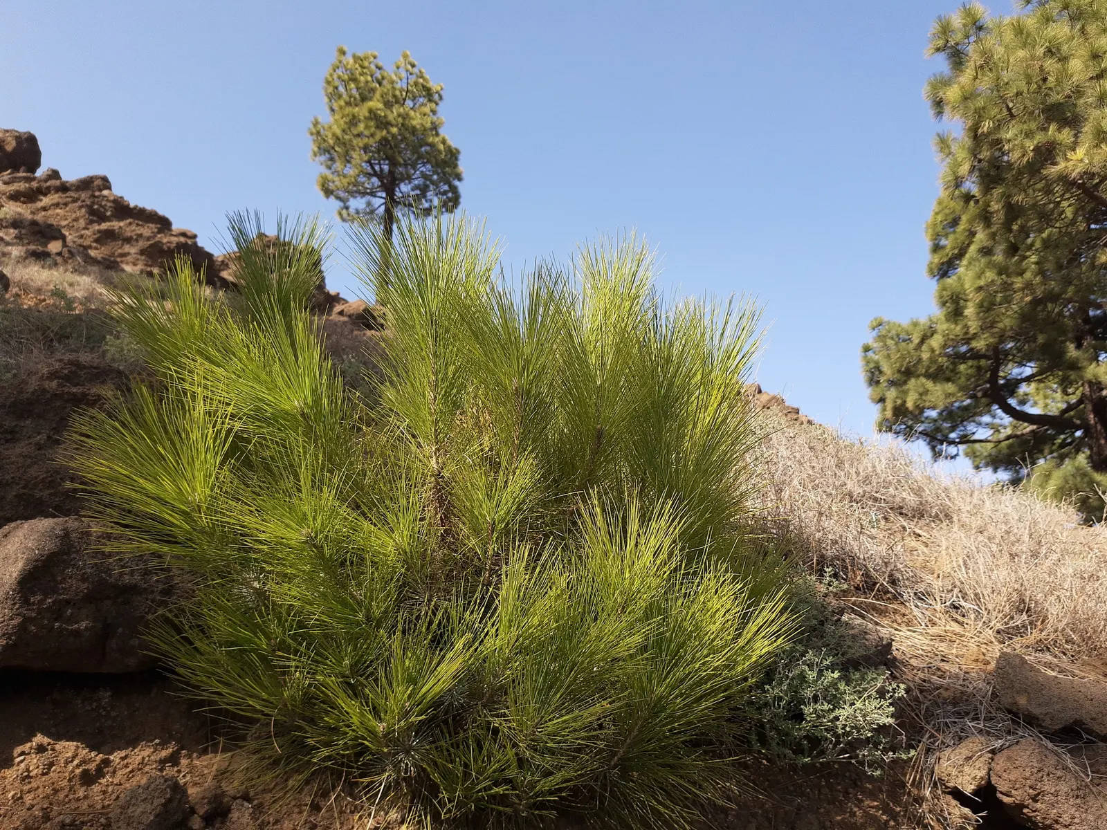 Canary Island Pine (Pinus Canariensis) — commonly known as the Canary Island Pine; slender needles in clusters of three and a tall stature