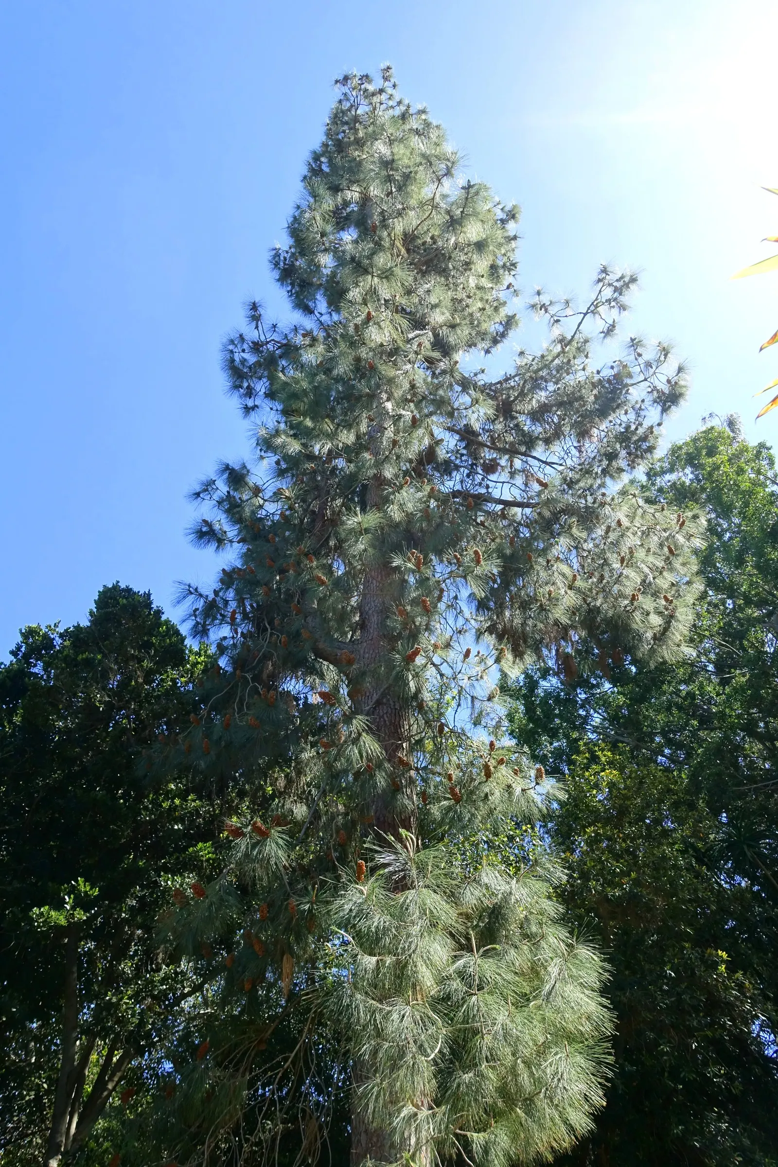 Canary Island Pine (Pinus Canariensis) — typically growing to between 65-98 feet tall with some specimens surpassing 130 feet; making it suitable for a range