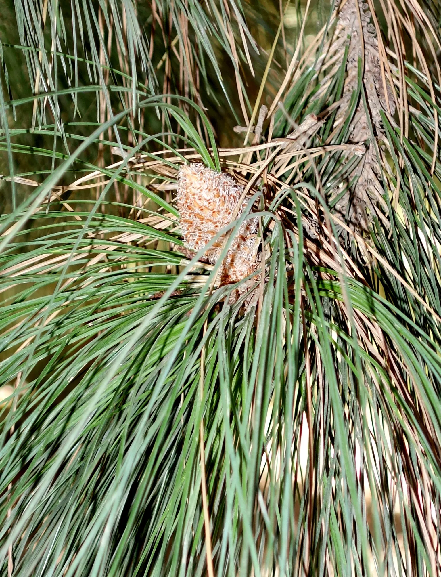 Canary Island Pine (Pinus Canariensis) — the Canary Island Pine is drought-tolerant once established