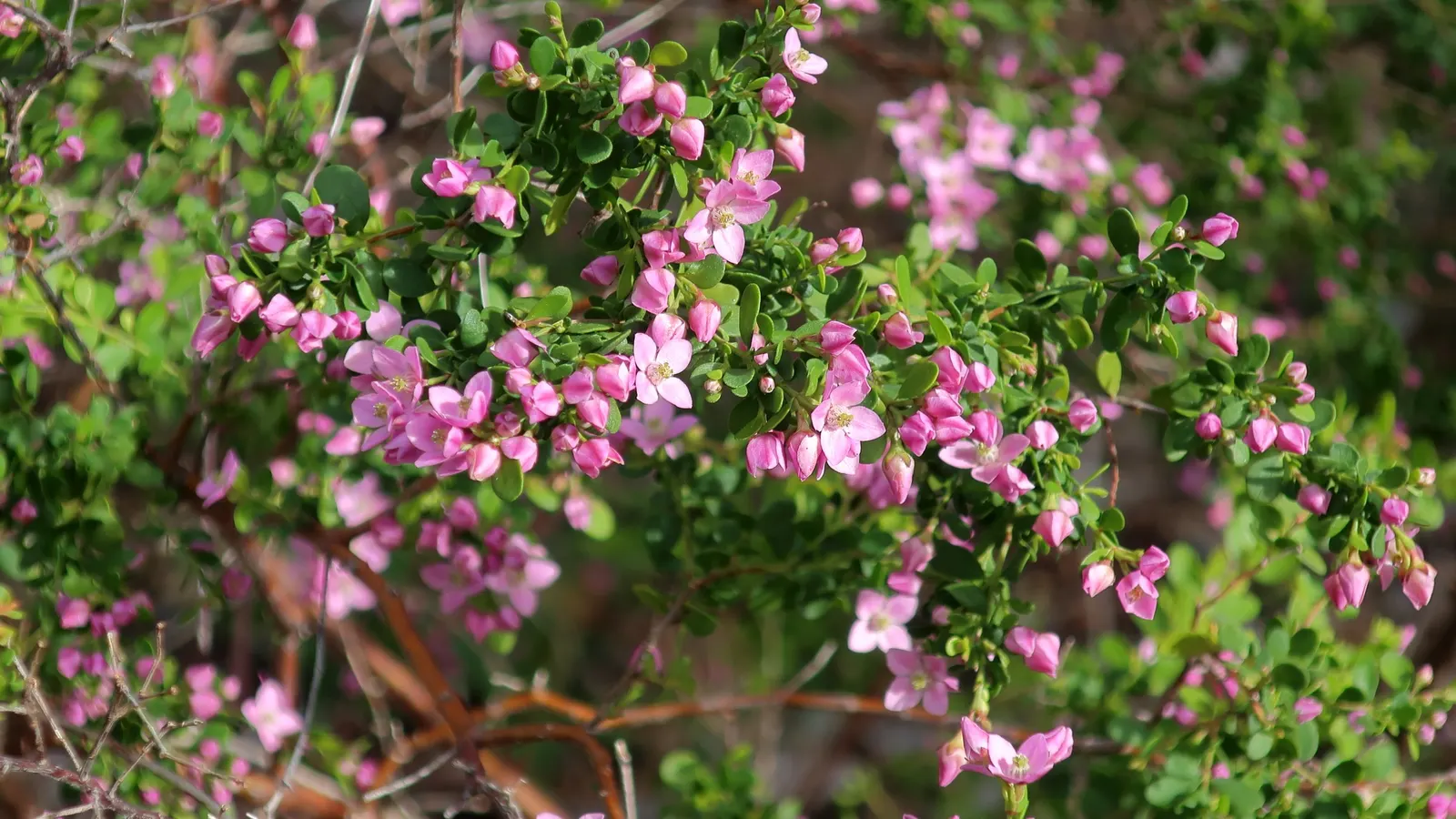 Shark Bay Boronia (Boronia Crenata 'Shark Bay') — Thriving in USDA zone 9, this evergreen prefers well-drained soils and full sun to partial shade