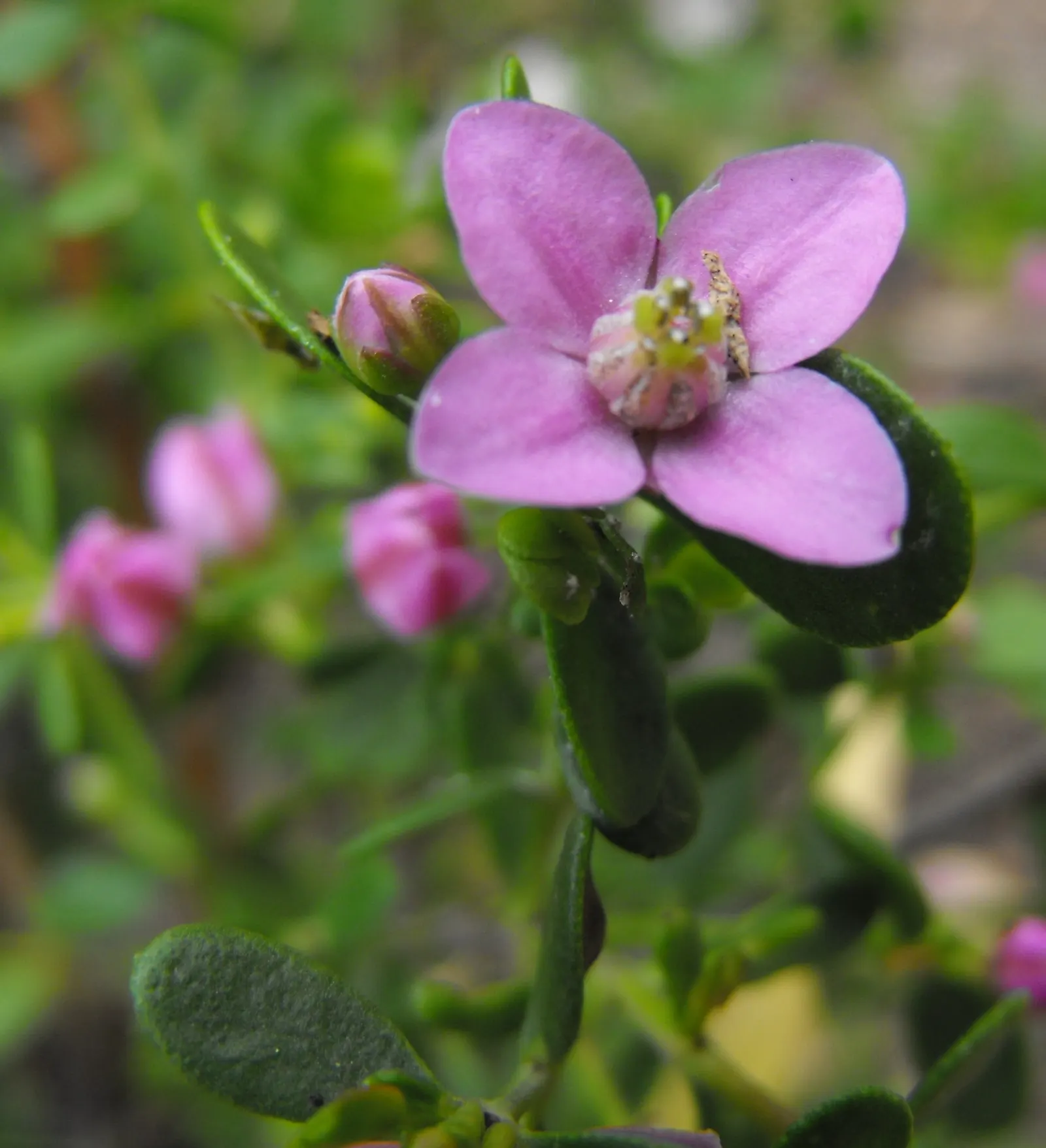 Shark Bay Boronia (Boronia Crenata 'Shark Bay') — It boasts vibrant pink flowers in spring and aromatic, fine-textured foliage