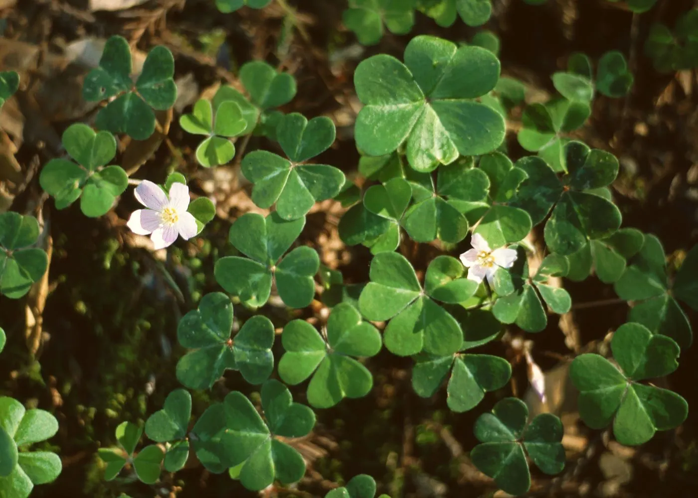 Redwood Sorrel (Oxalis Oregana) — It prefers well-drained soil; adding delicate pops of color against the verdant foliage.<br><br>Thriving in hardiness zones 7