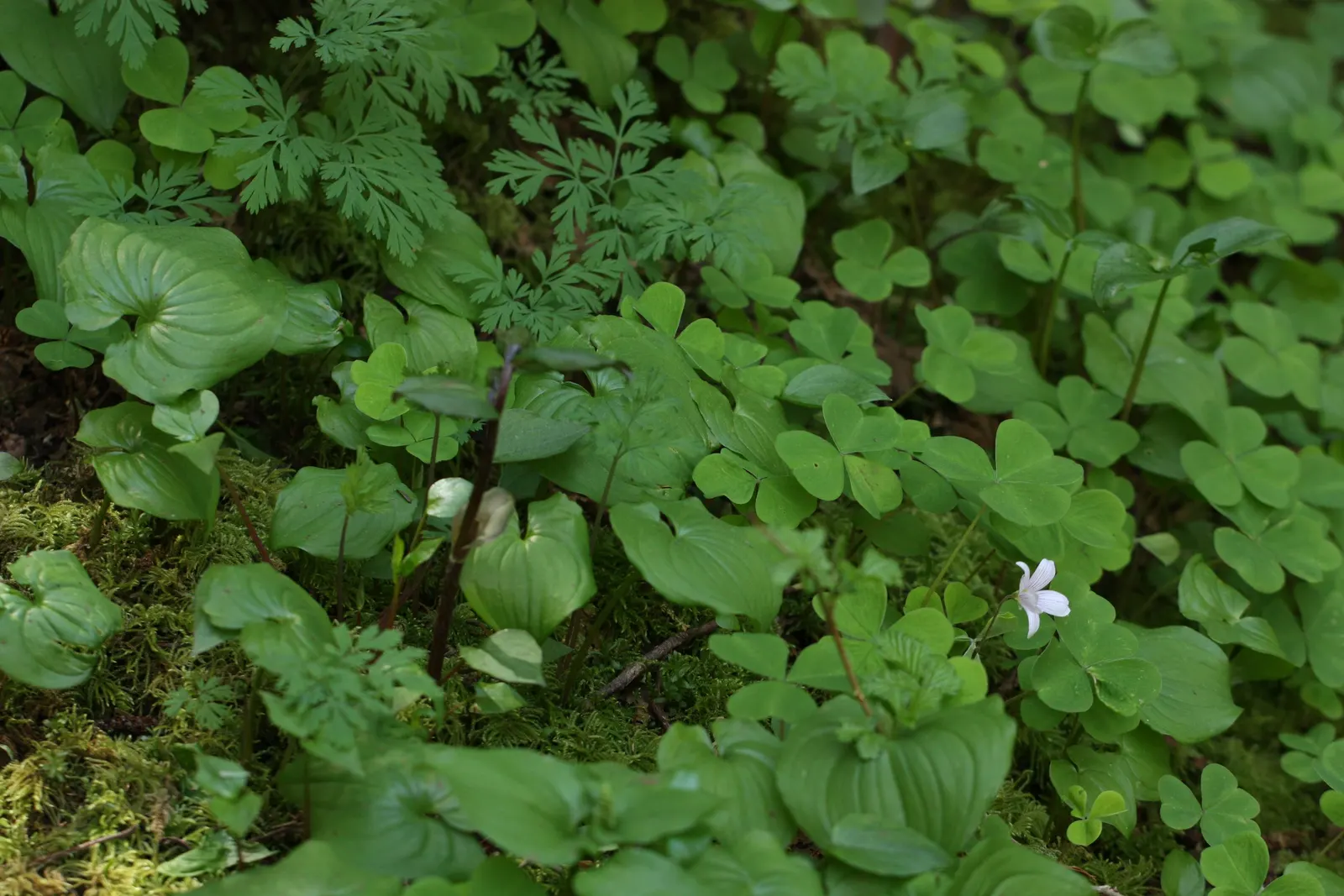Redwood Sorrel (Oxalis Oregana) — Be aware that in optimal conditions