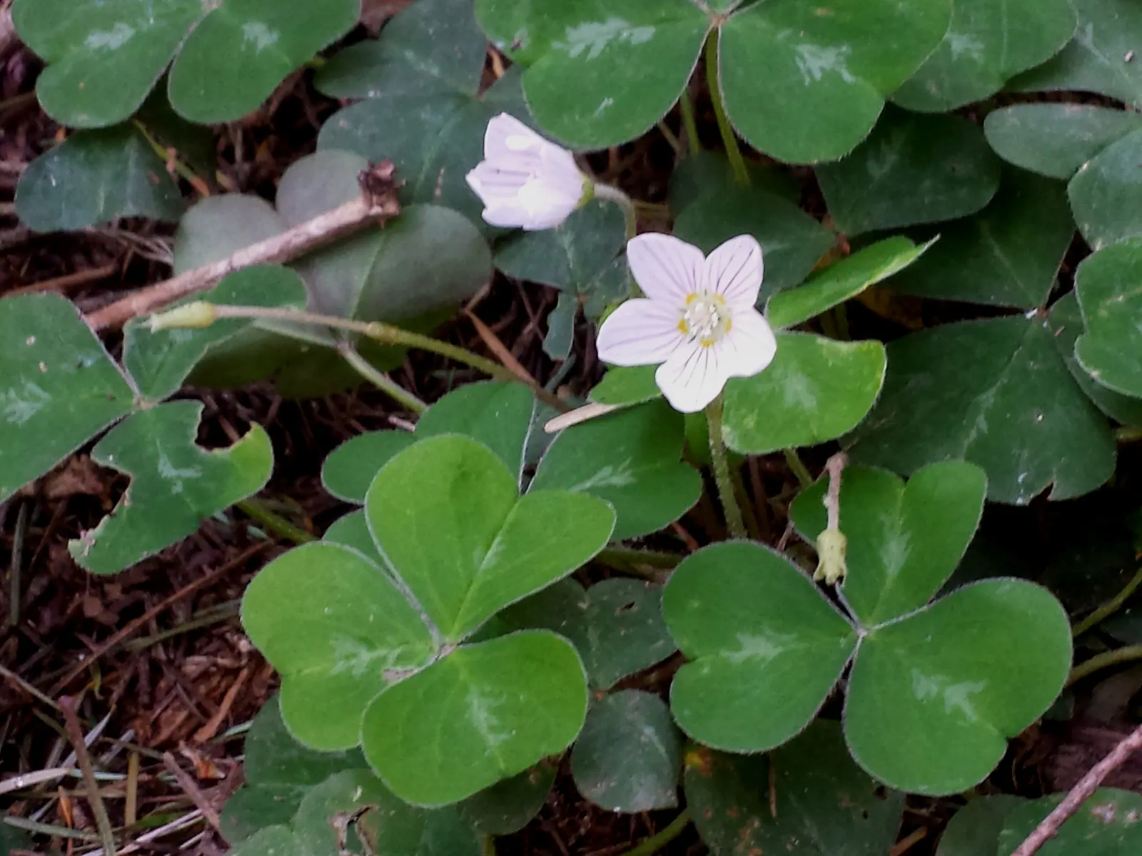 Redwood Sorrel (Oxalis Oregana) — Its presence can evoke the cool