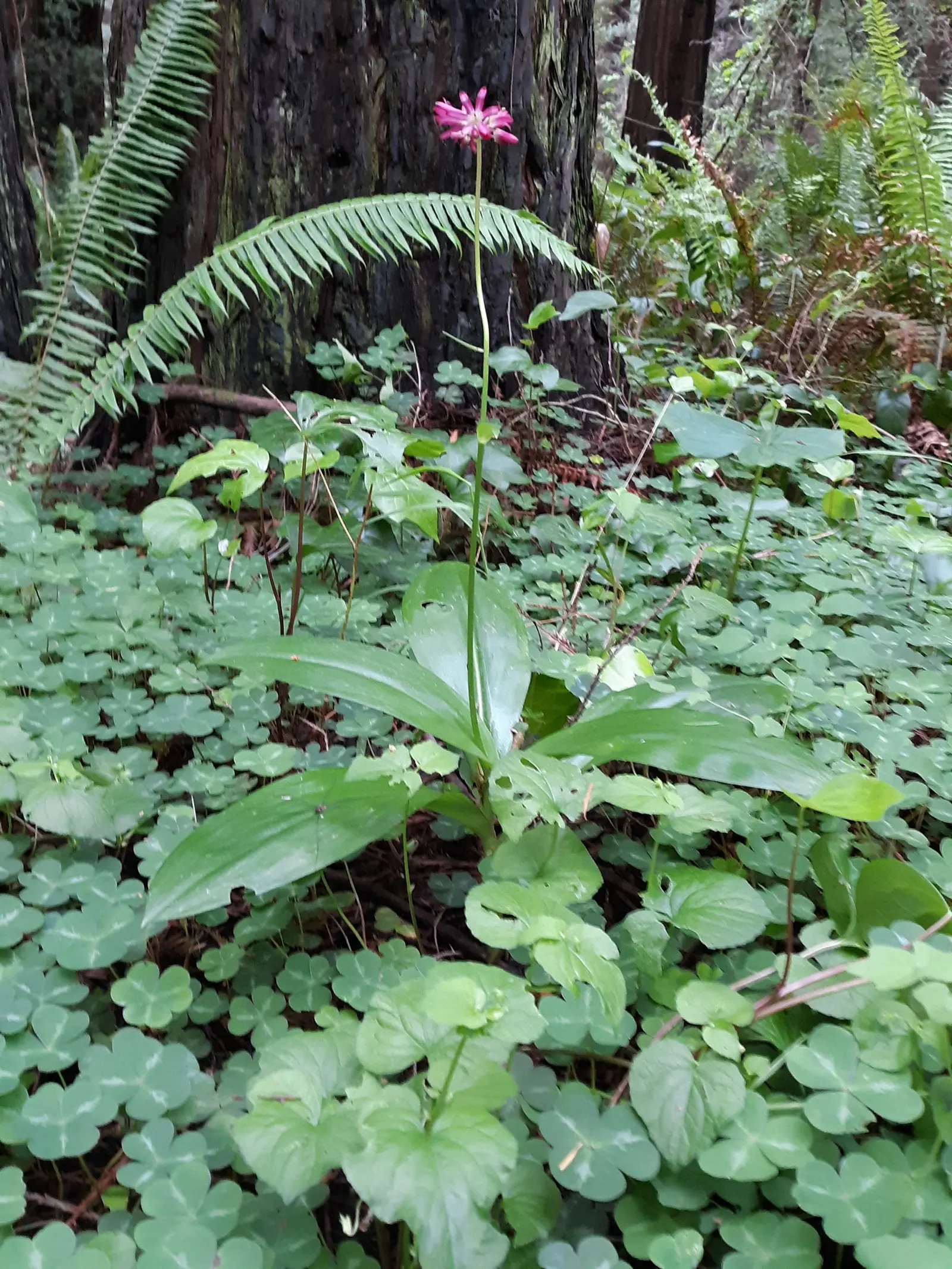 Redwood Sorrel (Oxalis Oregana) — heart-shaped trifoliate leaves that span 2 to 4 inches across; providing both visual appeal and a calming atmosphere