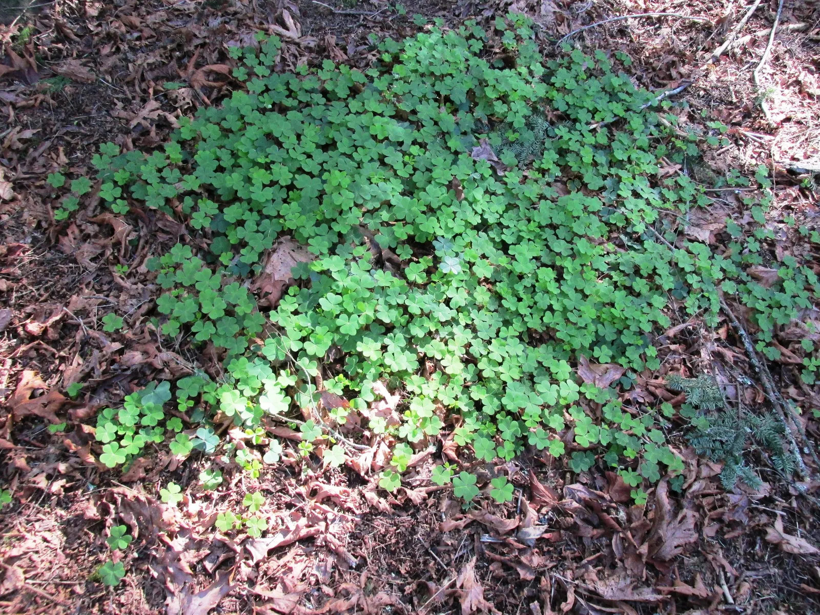 Redwood Sorrel (Oxalis Oregana) — shaded areas under Redwoods; adding delicate pops of color against the verdant foliage.<br><br>Thriving in hardiness zones 7