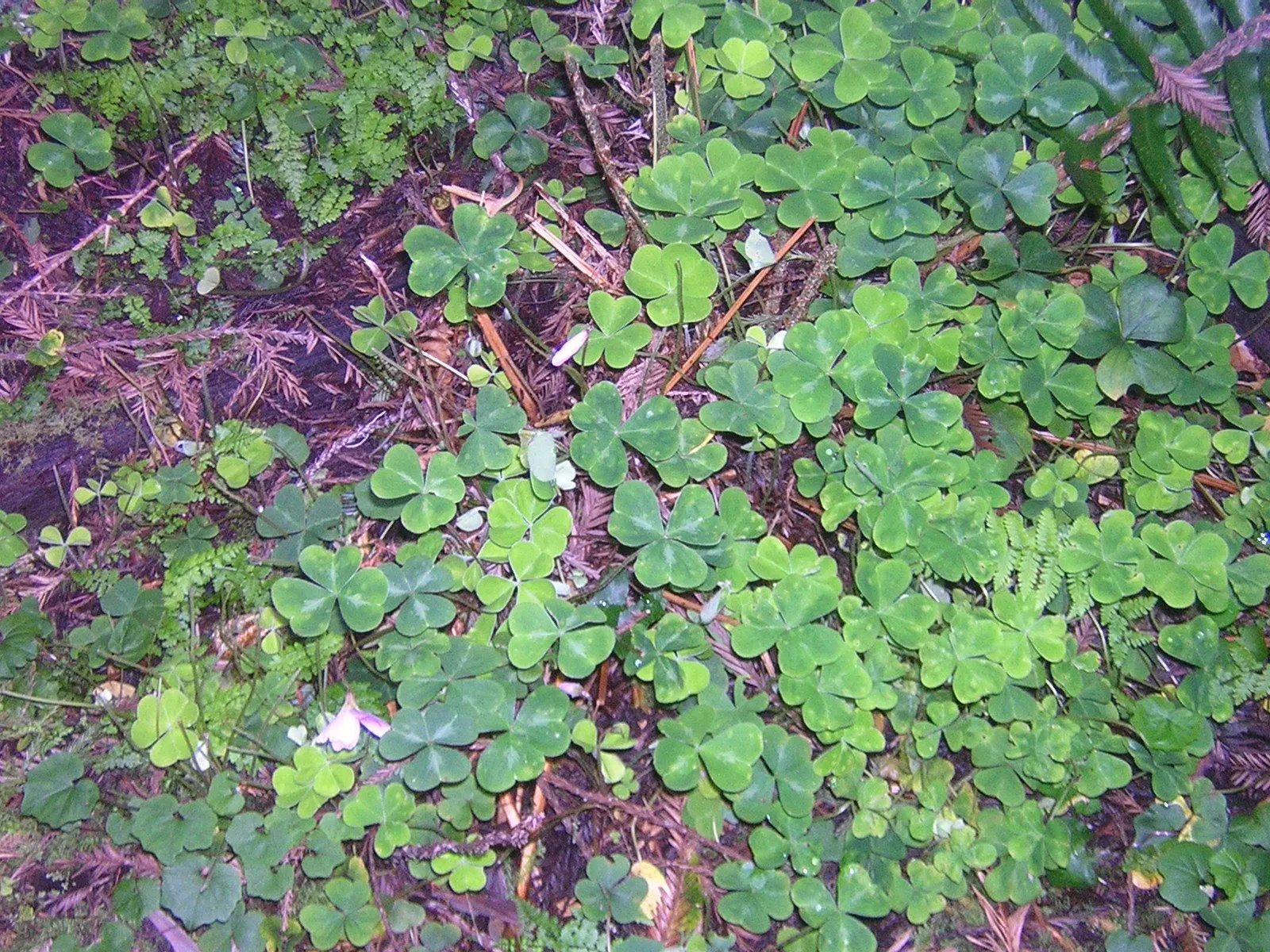 Redwood Sorrel (Oxalis Oregana) — Sorrel spreads 5-12 inches high and can colonize extensively; providing both visual appeal and a calming atmosphere