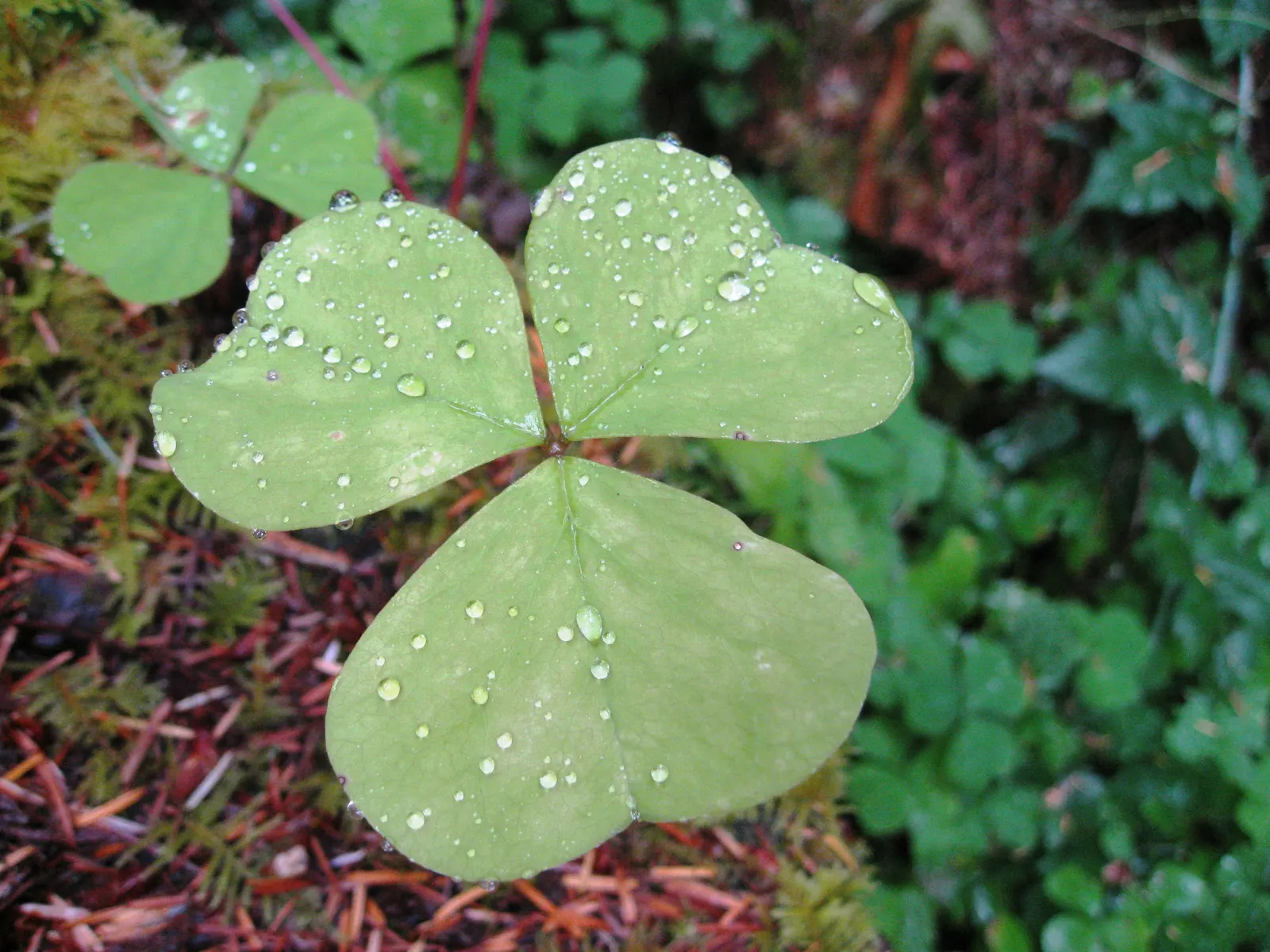 Redwood Sorrel (Oxalis Oregana) — Hardy and low-maintenance, it adds lush, woodland charm to shaded gardens