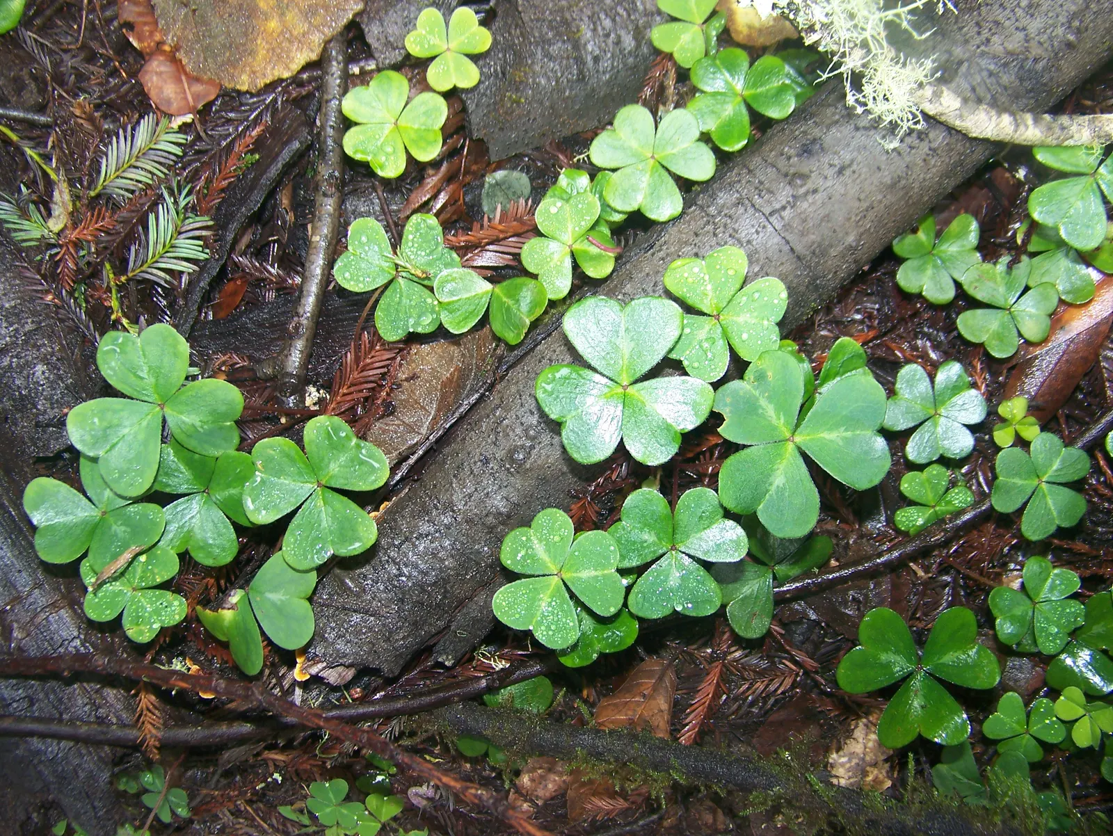 Redwood Sorrel (Oxalis Oregana) — Redwood Sorrel can spread quite readily