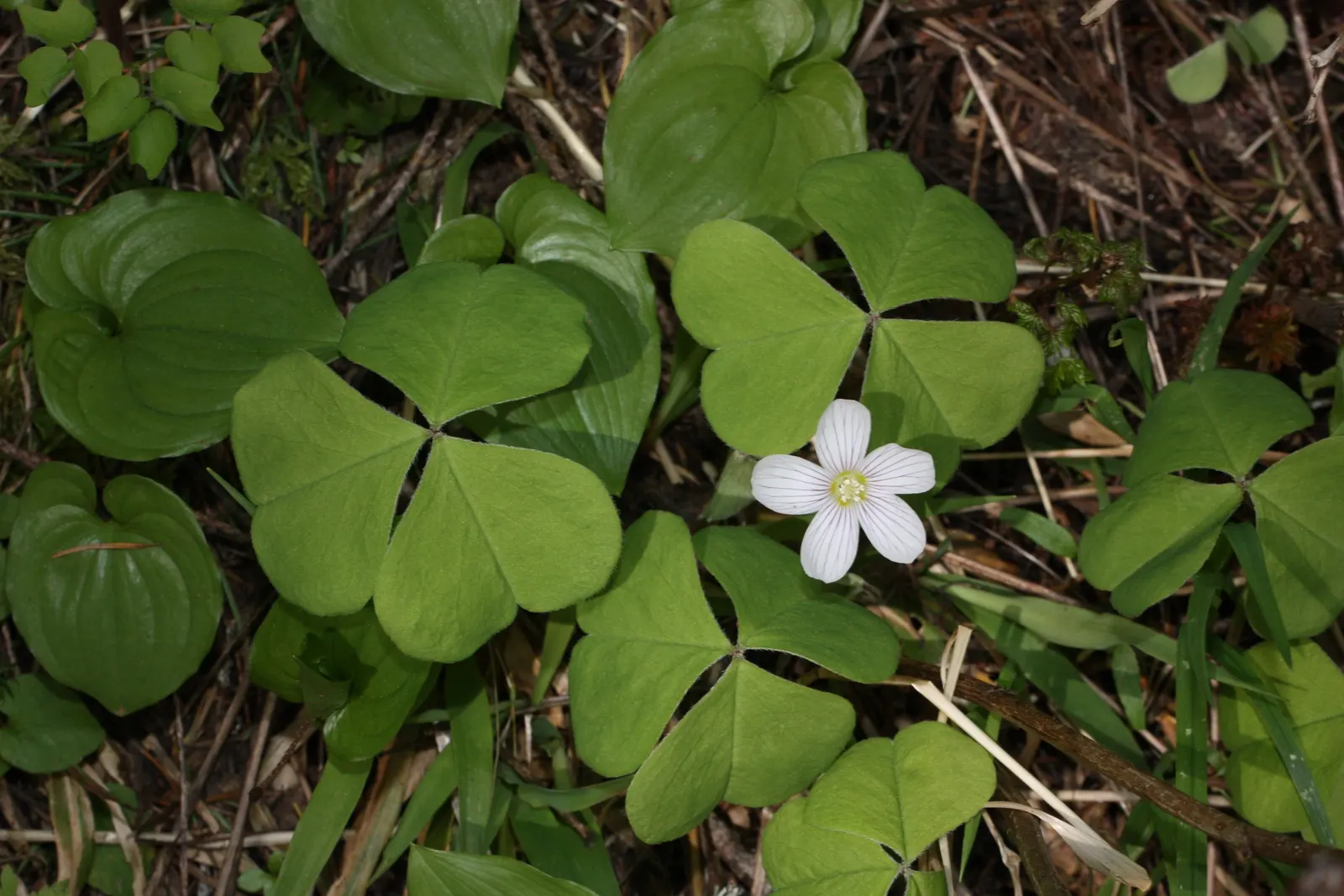Redwood Sorrel (Oxalis Oregana) — Prefers acidic soil with organic matter