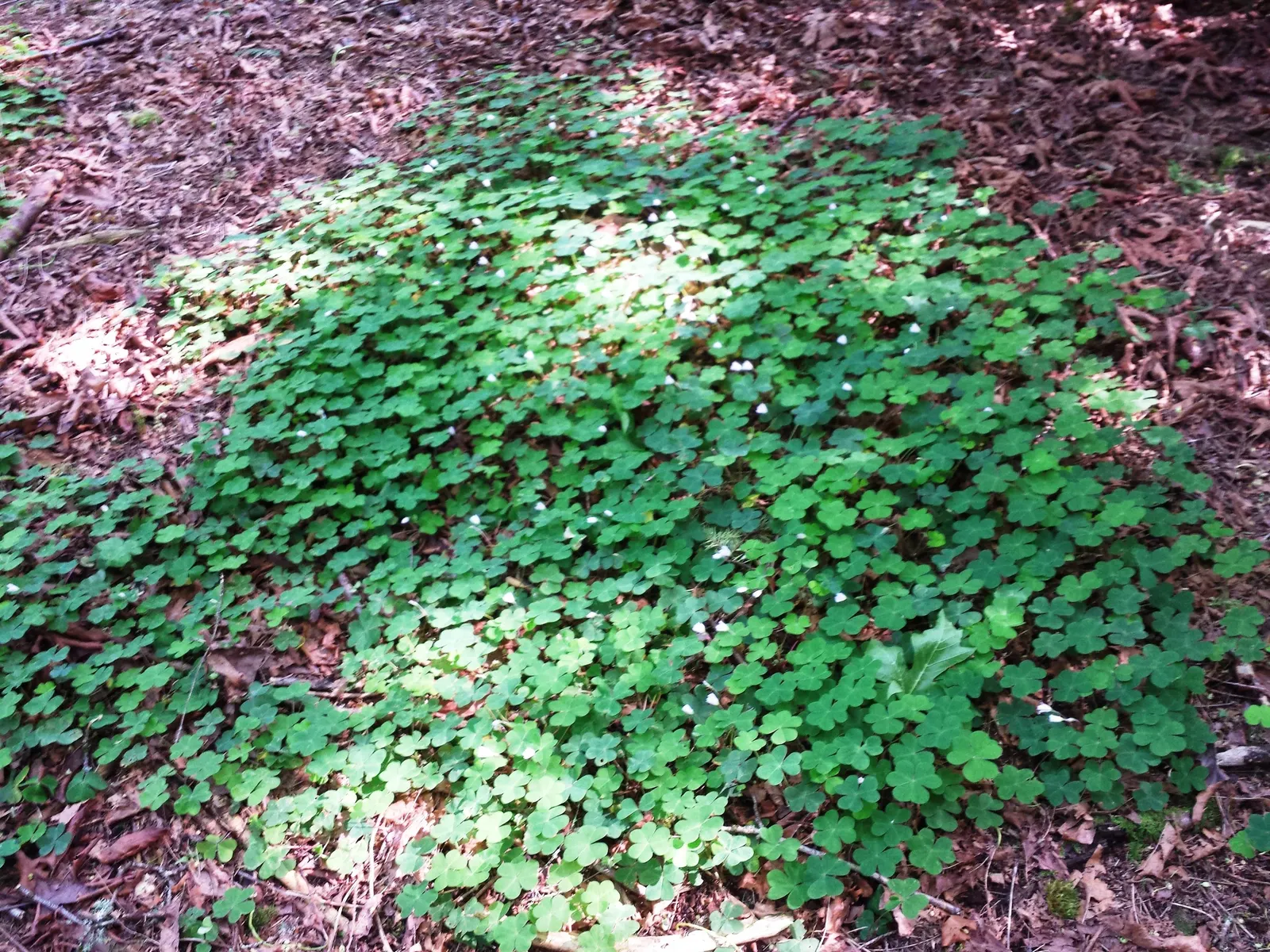 Redwood Sorrel (Oxalis Oregana) — Redwood Sorrel (Oxalis oregana) is an evergreen groundcover, native to the Pacific Northwest; sorrel spreads 5-12 inches high