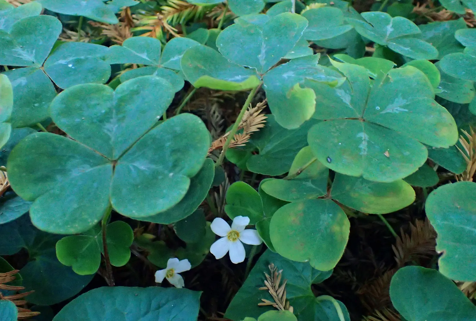 Redwood Sorrel (Oxalis Oregana) — Its charm is further amplified by the soft pink to white blossoms which emerge from spring to early summer