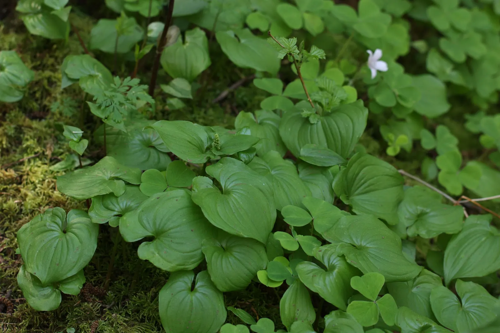 Redwood Sorrel (Oxalis Oregana) — it bears heart-shaped leaves and delicate white-to-pink flowers