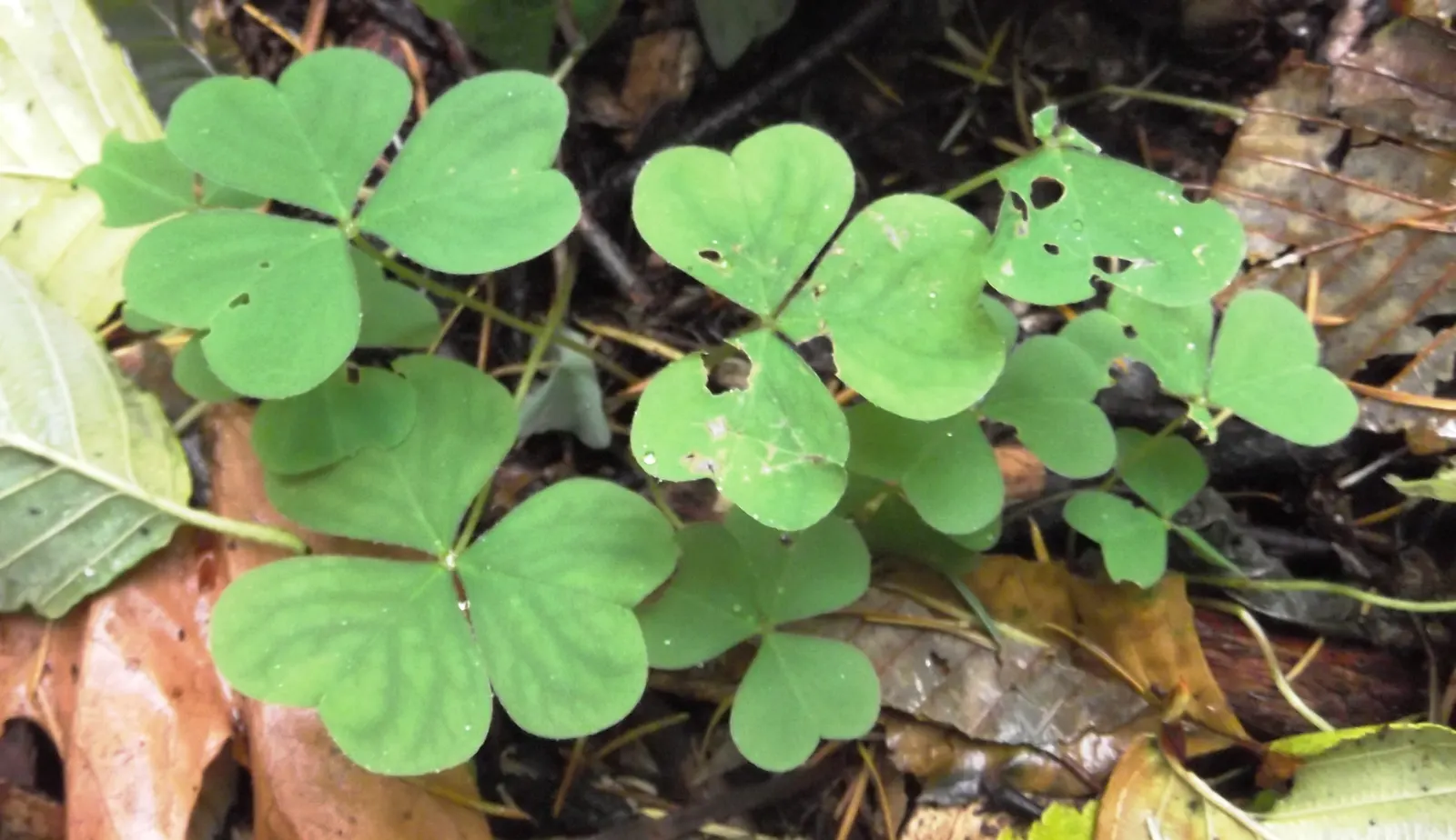 Redwood Sorrel (Oxalis Oregana) — It prefers well-drained soil